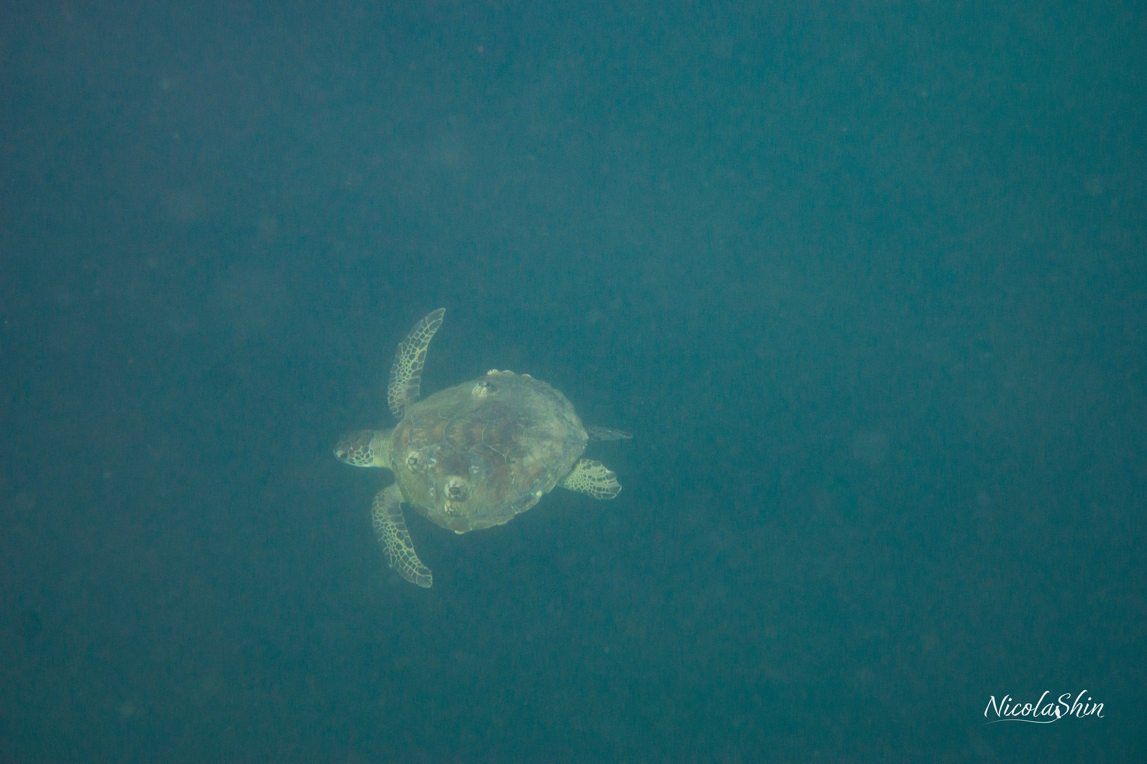 Green Turtle