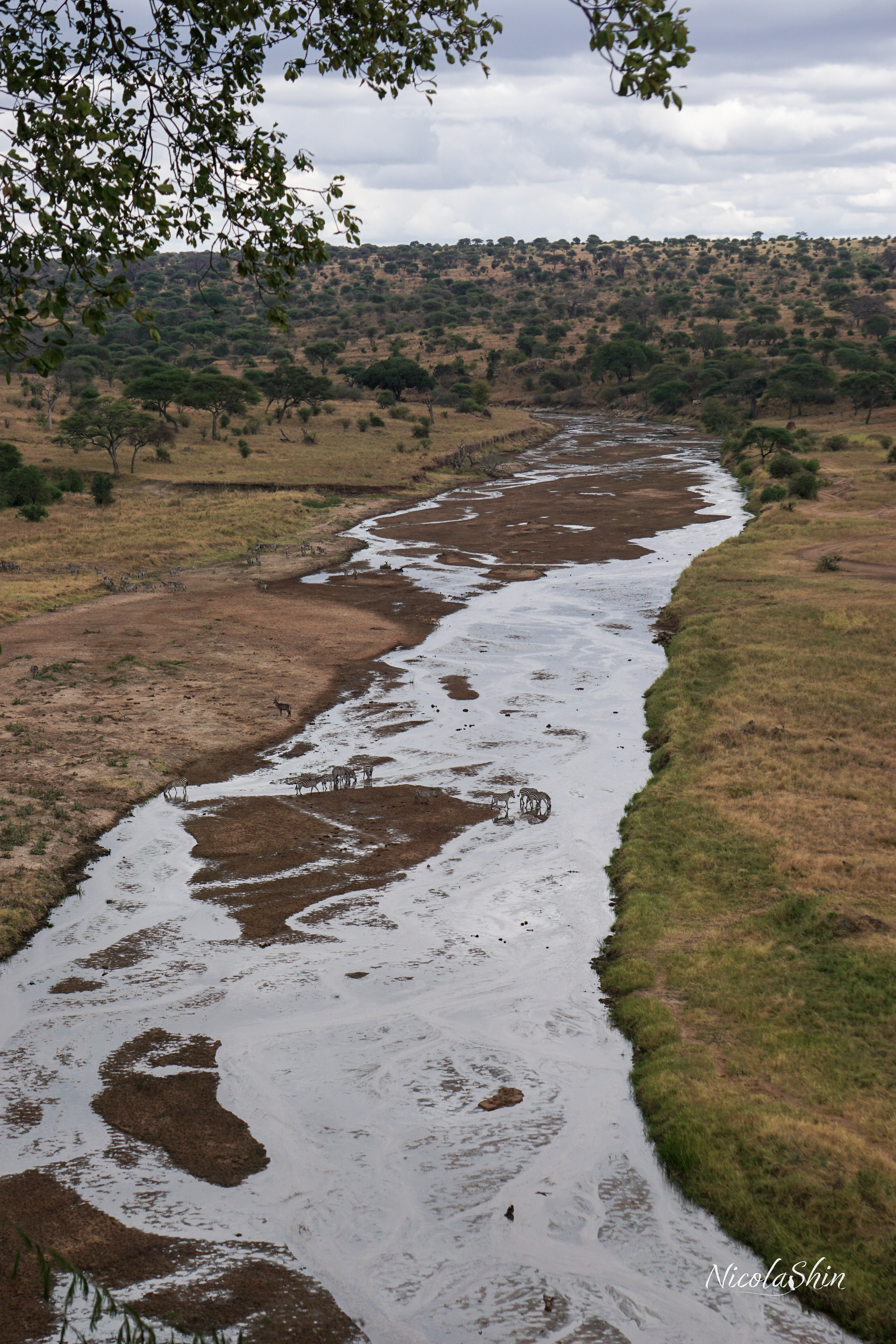 Tarangire river and zebras drinking