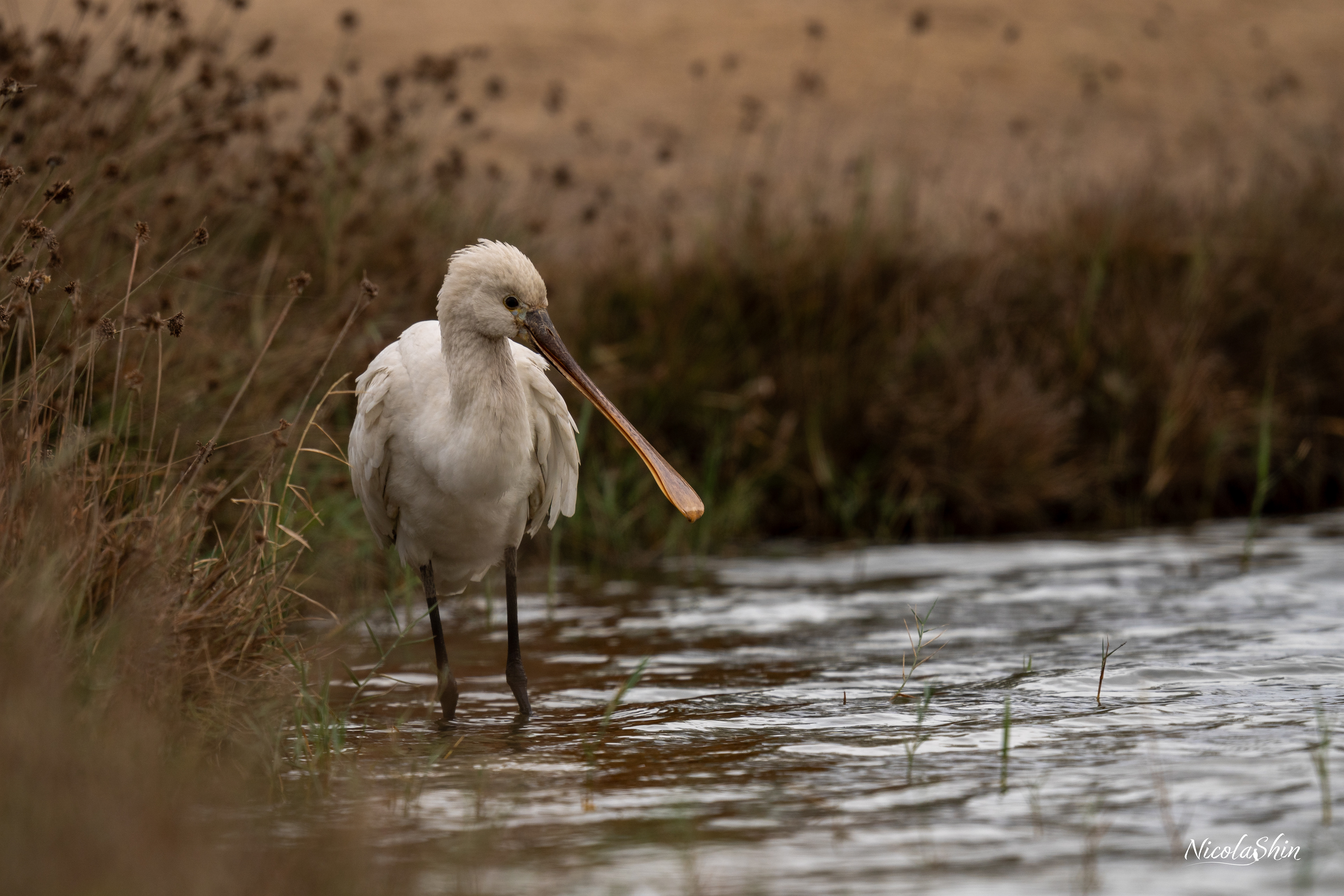 Spoonbill