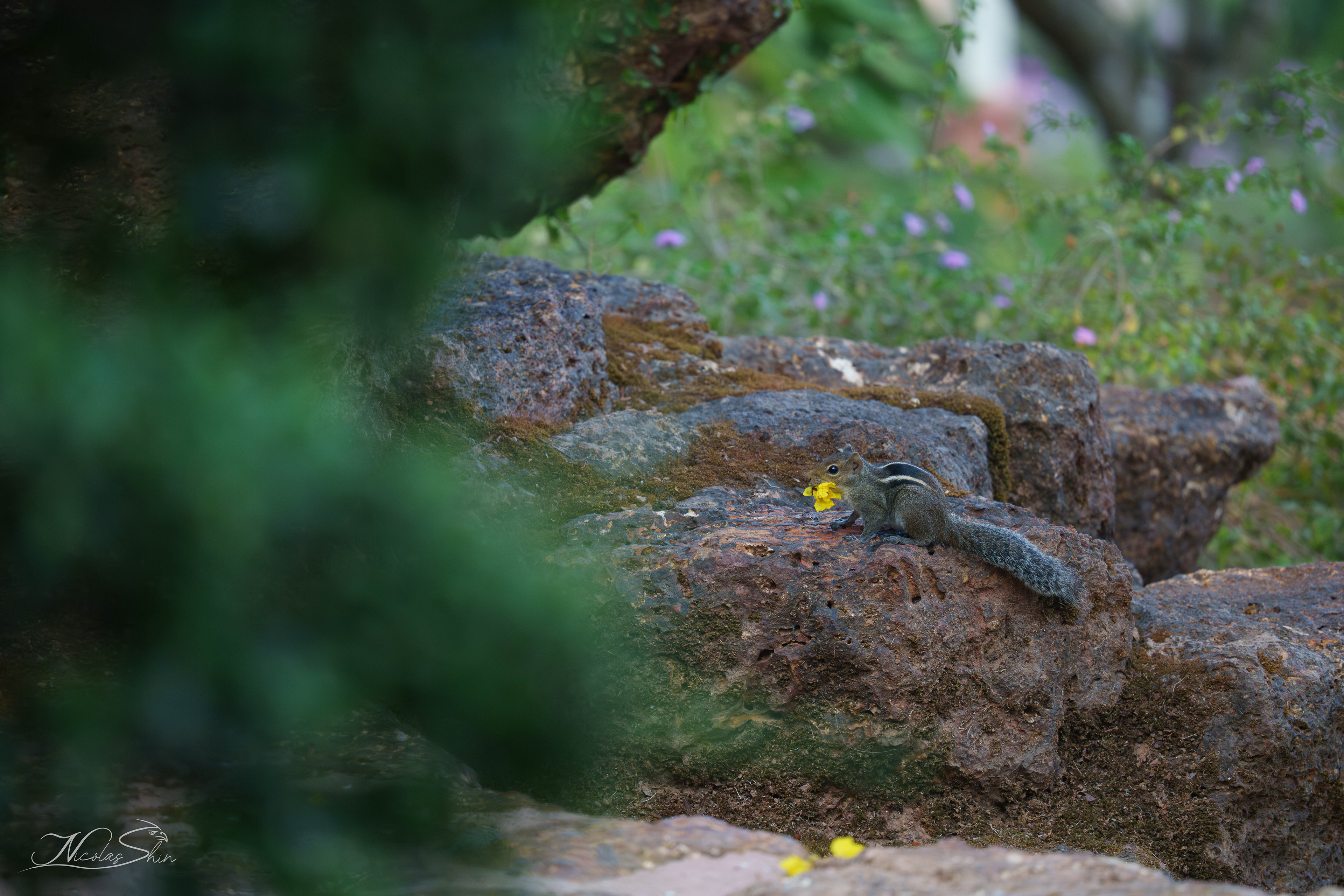 Palm squirrel