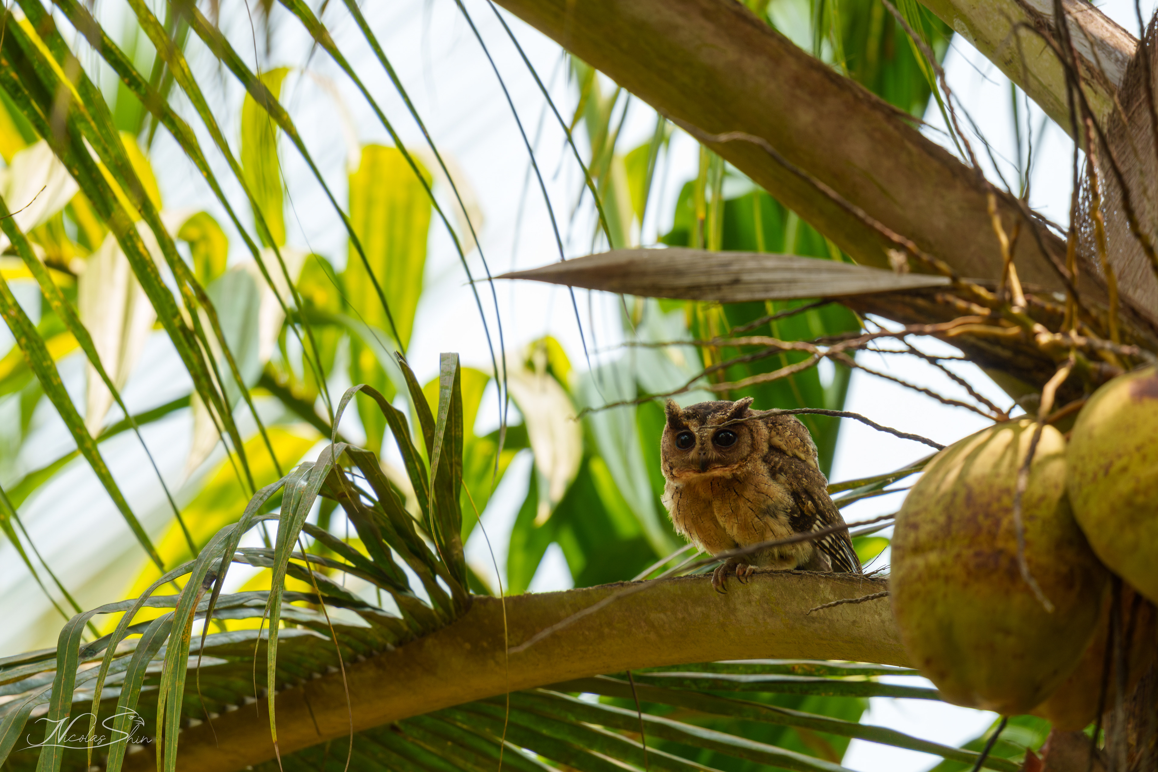 Indian Scops Owl