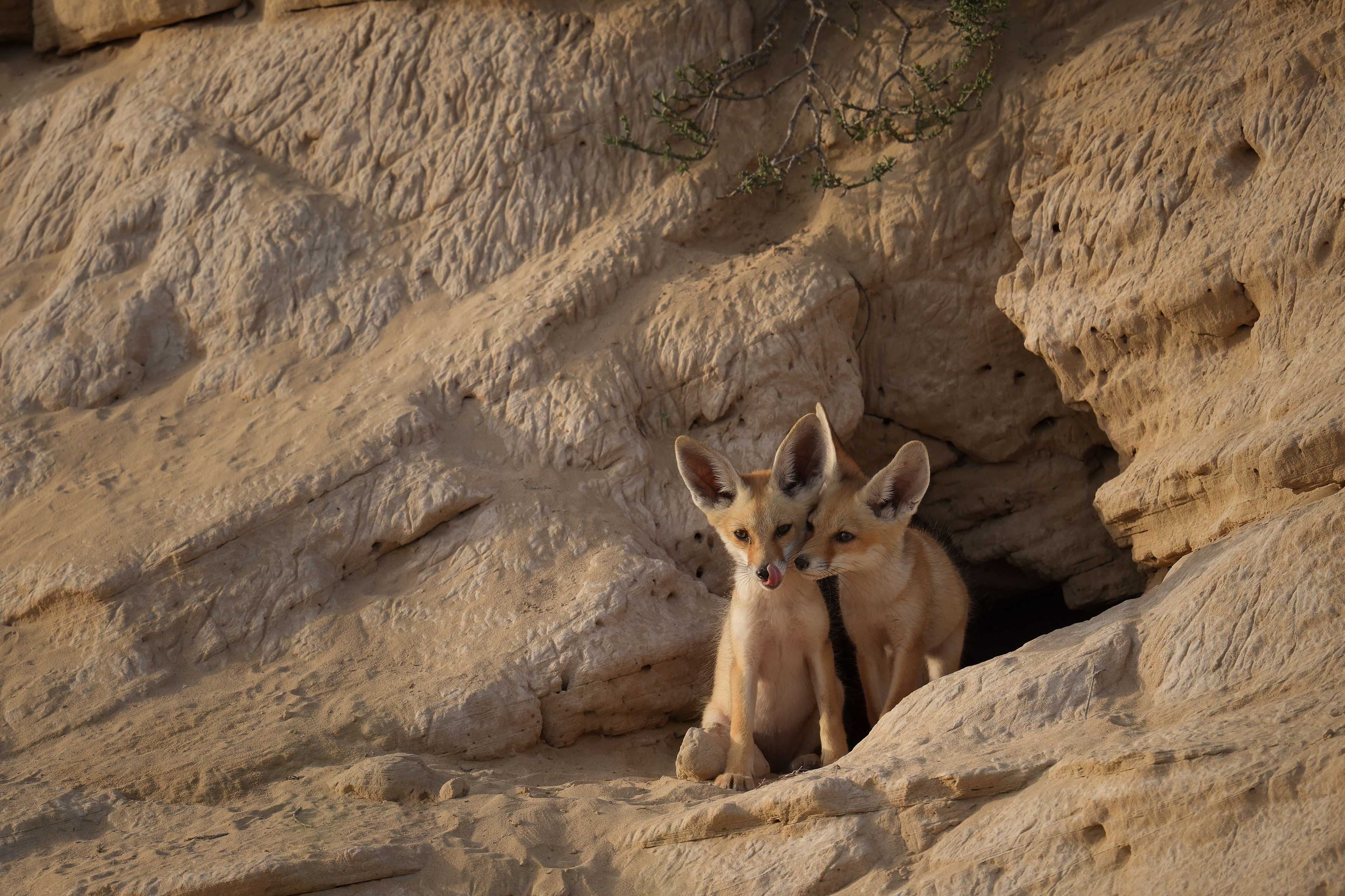 Awakening by the Den