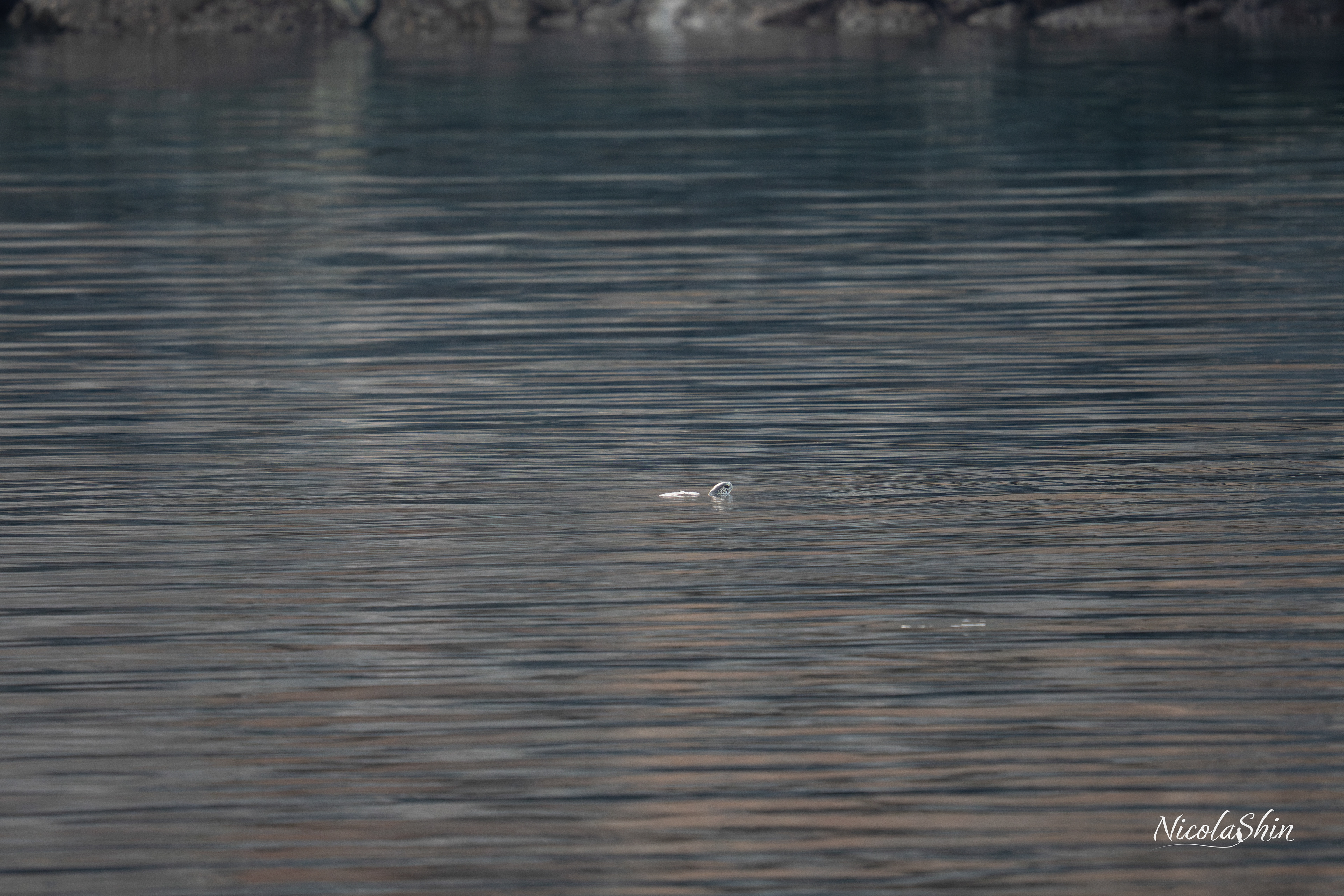 Green Turtle breathing