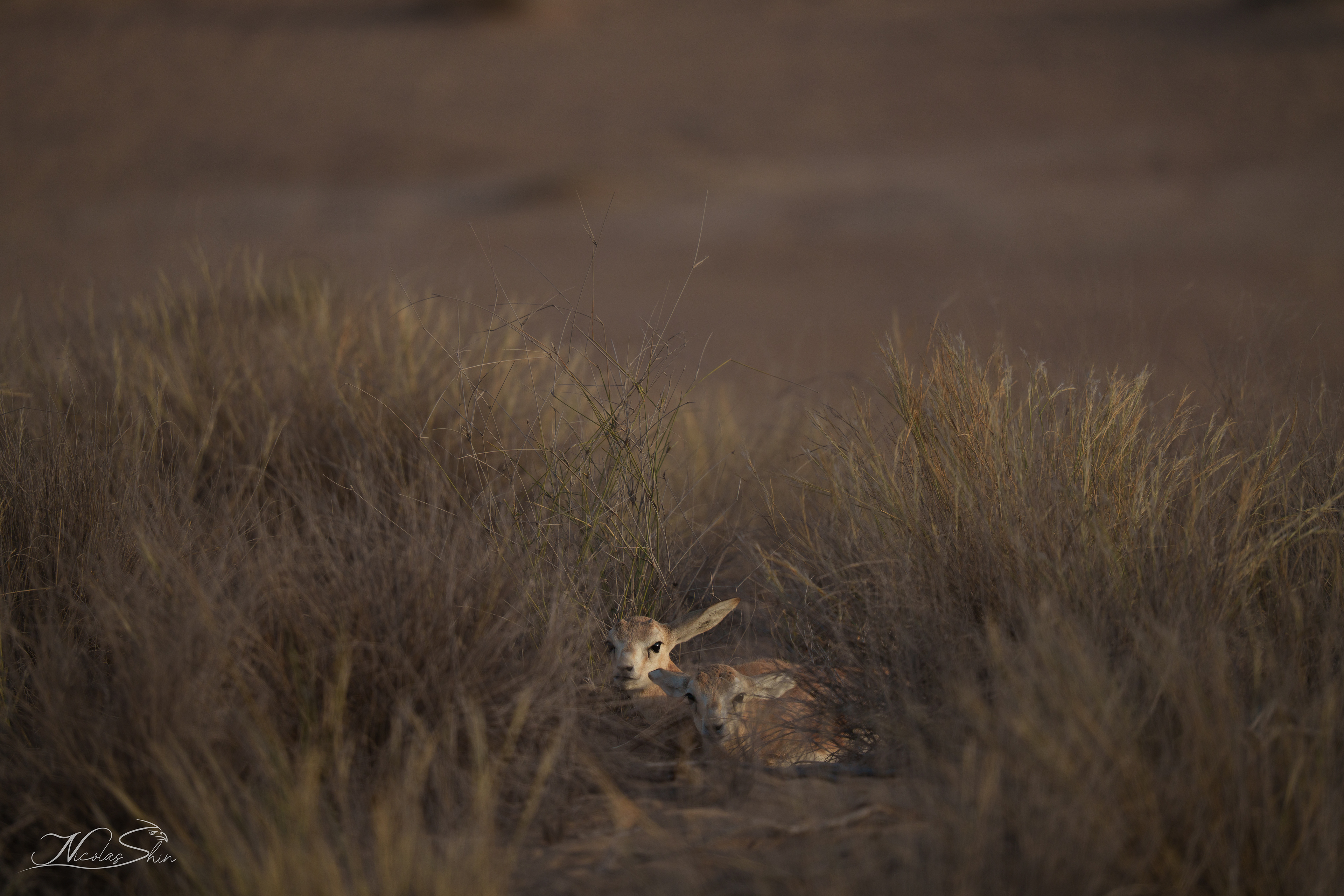 Sand Gazelle twins