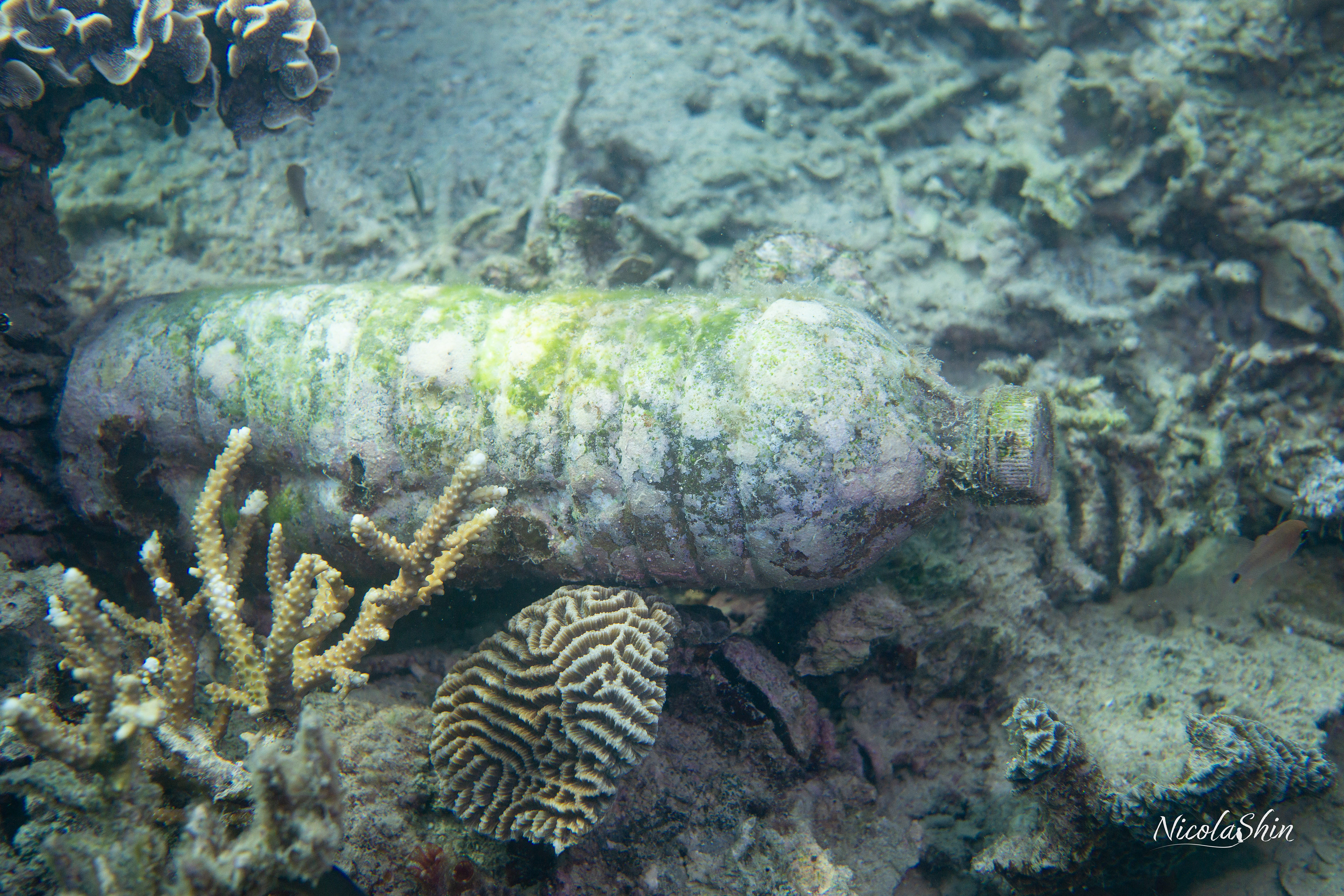 Trash in the coral reef