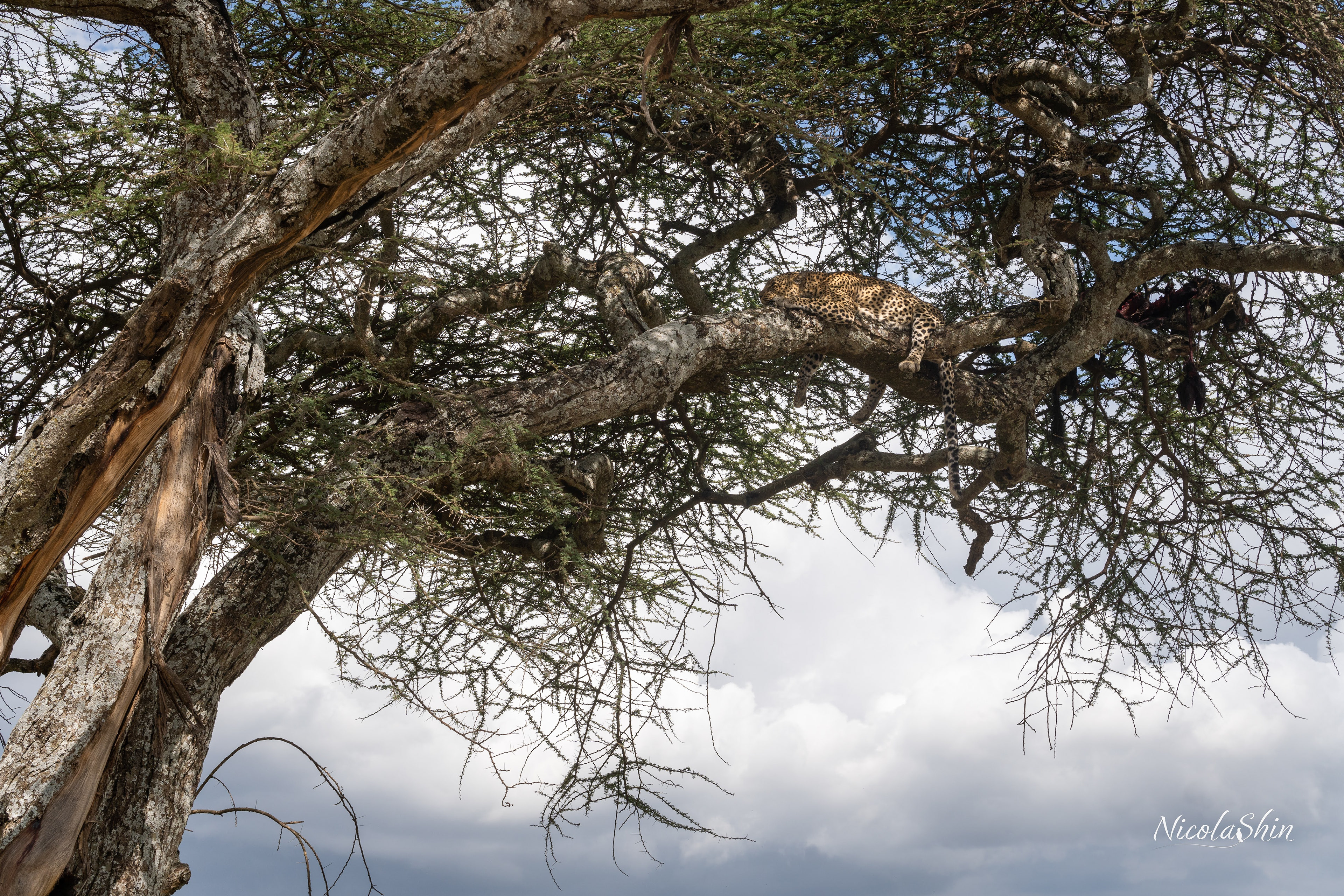 Can you spot the cub? It is laying on a branch just above her mother's head