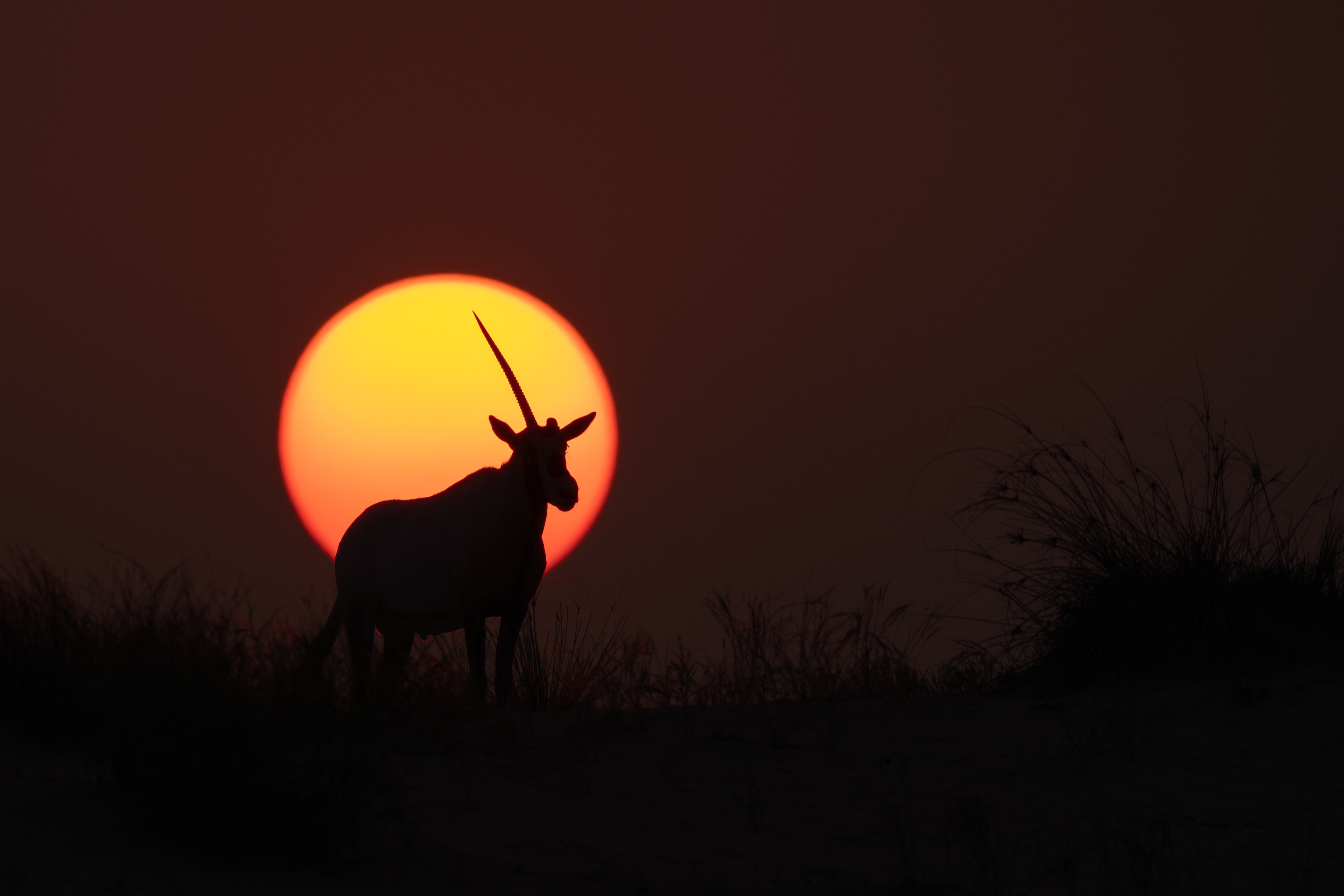 The Unicorn