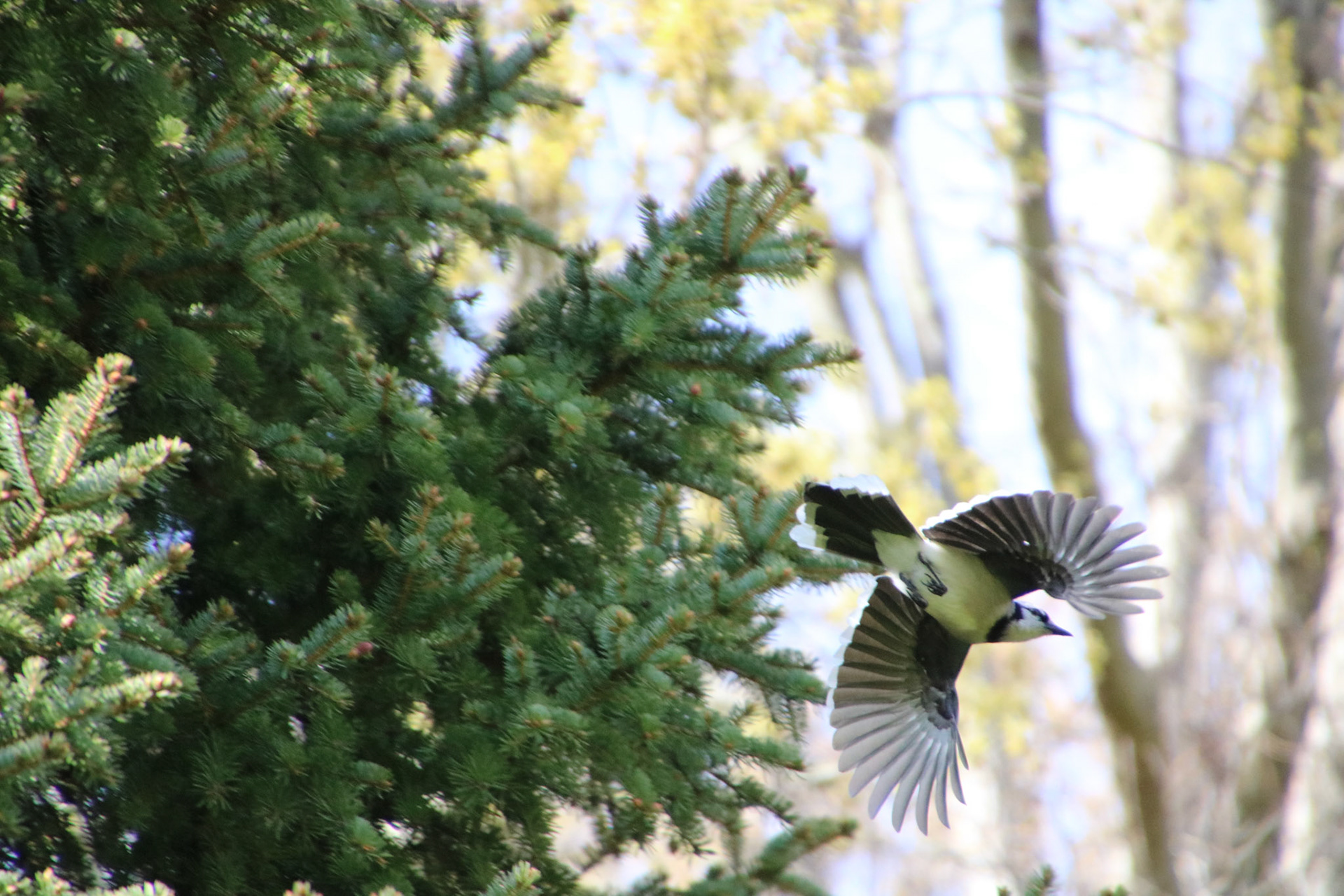 blue jays at the grist mill
