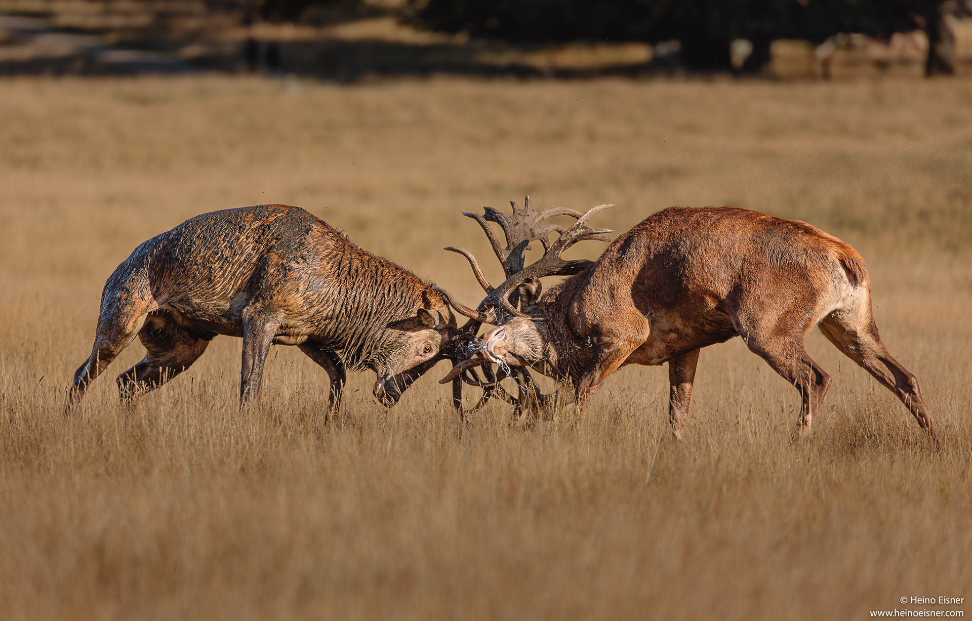 Red deers fightning and foam from the mouth due to stress
