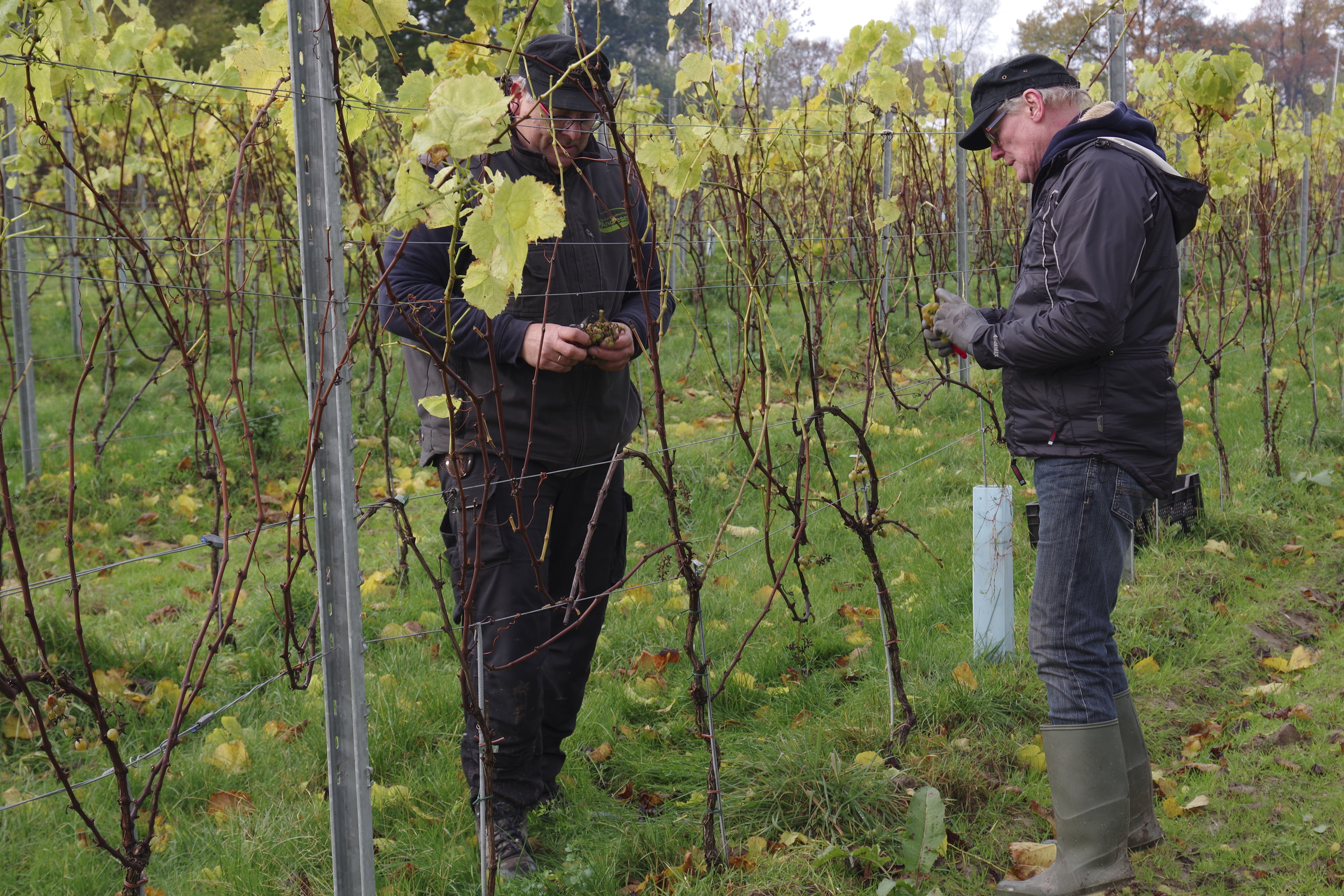 Weinlese auf dem Weingut „Schatoh Feldmark“