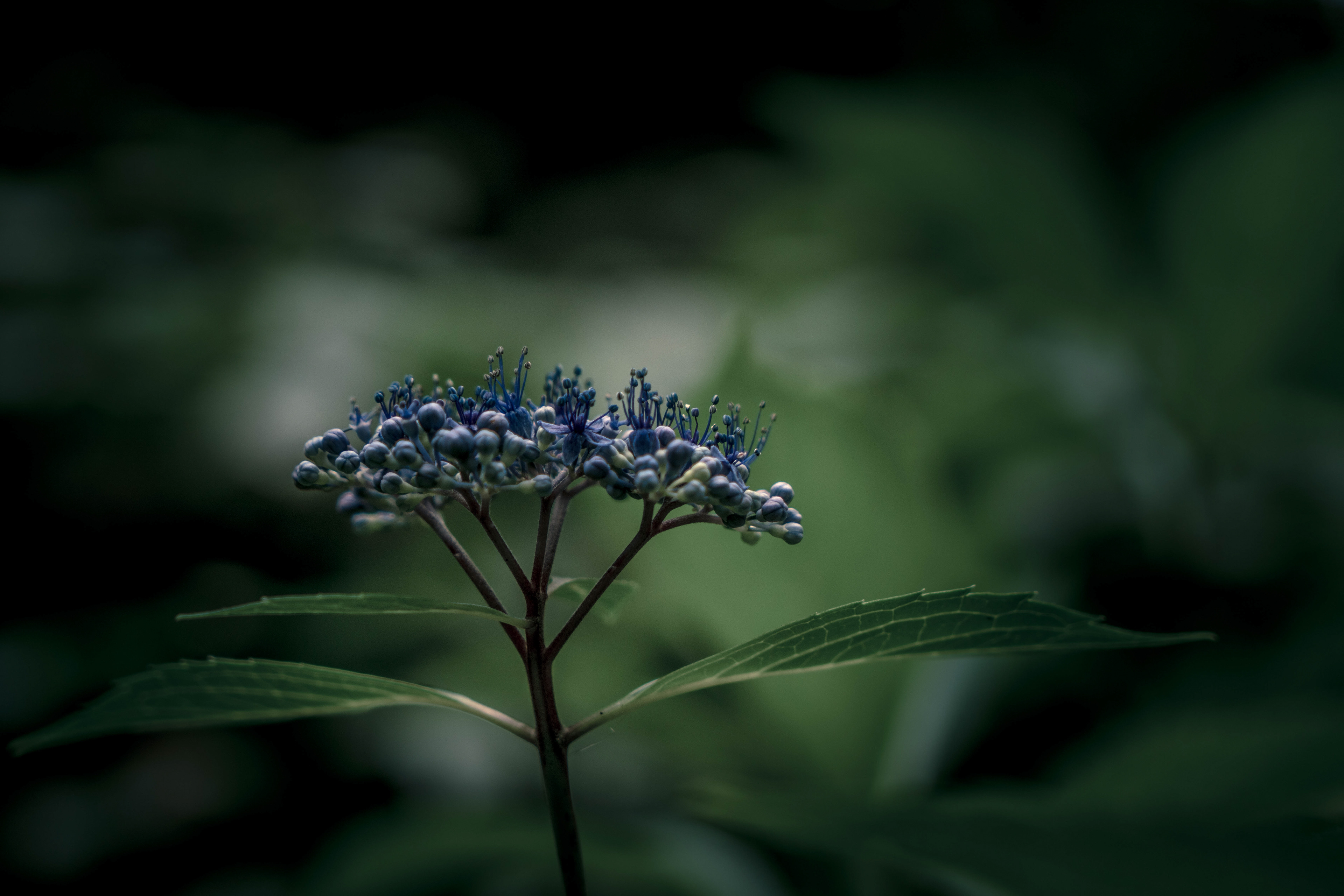 Hortensia