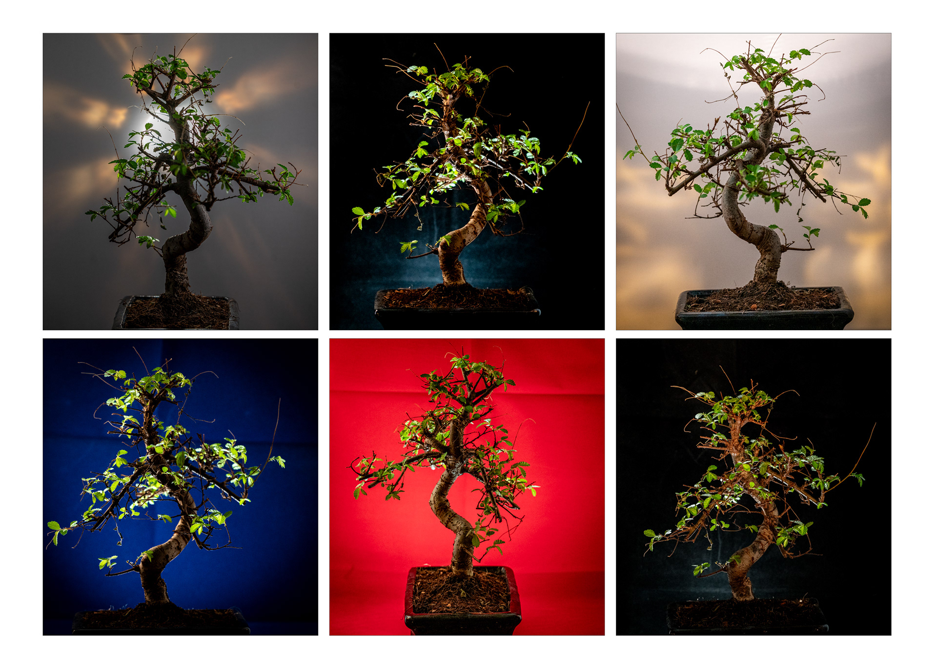 Bonsai
