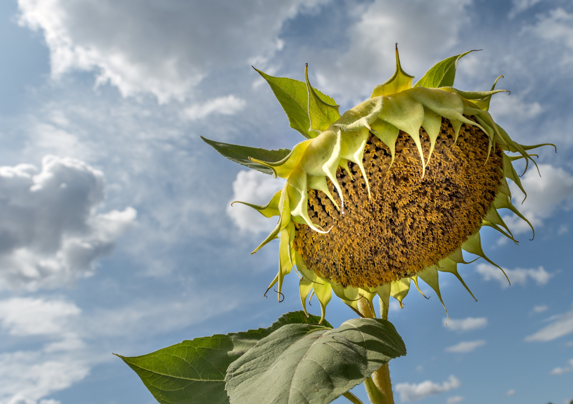 Zonnebloem