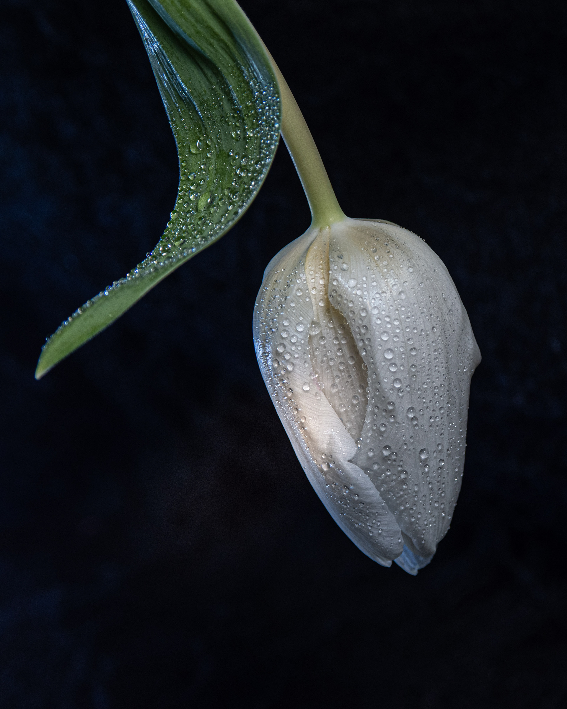 Tulip