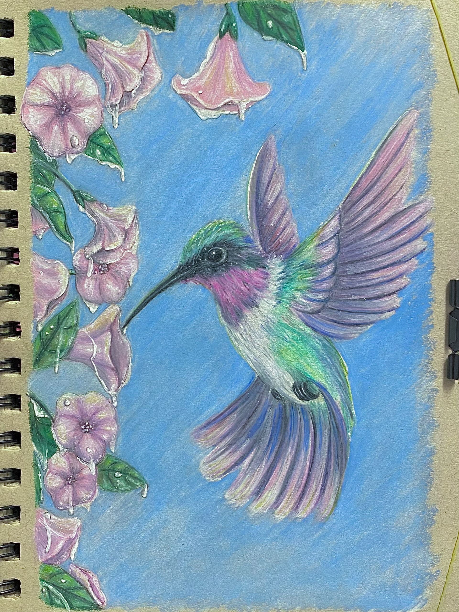 Humming Bird