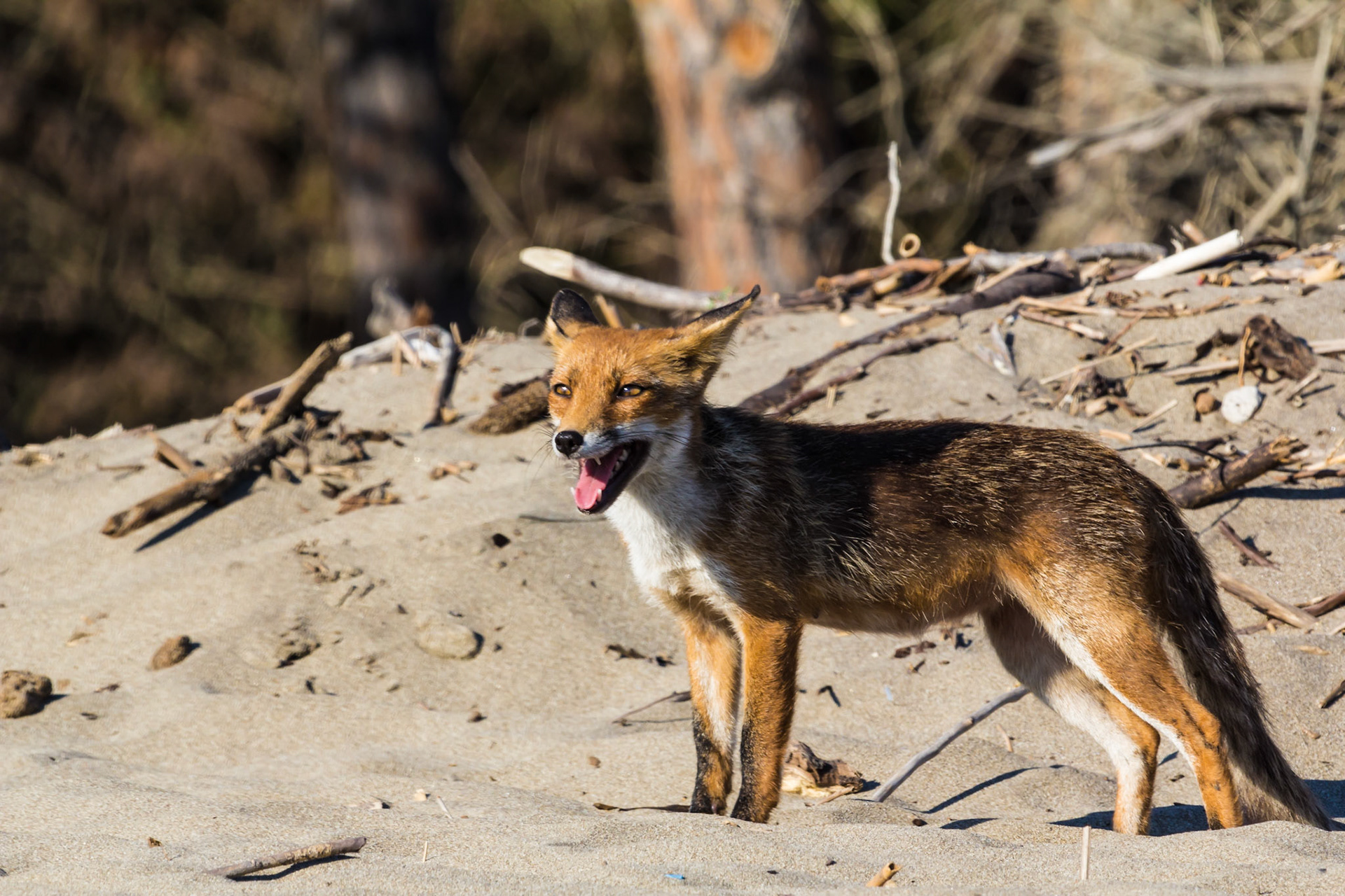 Fotografata nel parco naturale di Alberese in estate