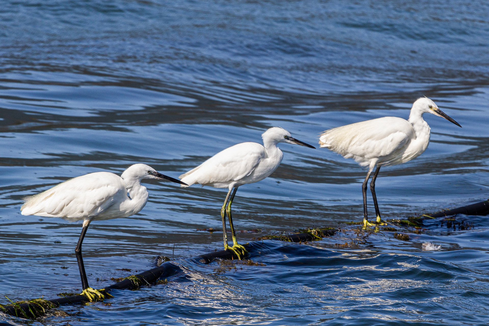 Laguna di Orbetello-Aironi