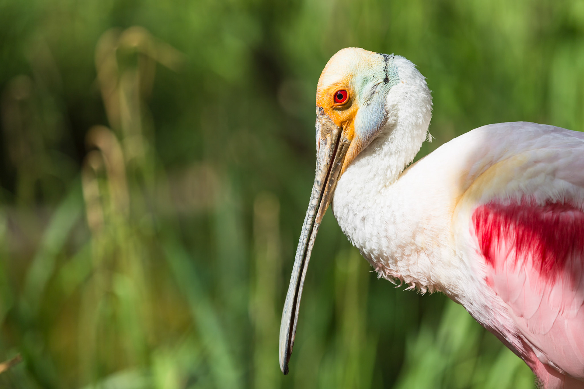 NOME ITALIANO: Spatola rosa

SPECIE: Ajaja ajaja

LUNGHEZZA: 80-90 cm

DISTRIBUZIONE: Georgia, Florida, America centromeridionale

PHYLUM: Cordati

CLASSE: Uccelli

ORDINE: Ciconiformi

FAMIGLIA: Treschiornitidi

GENERE: Ajaja