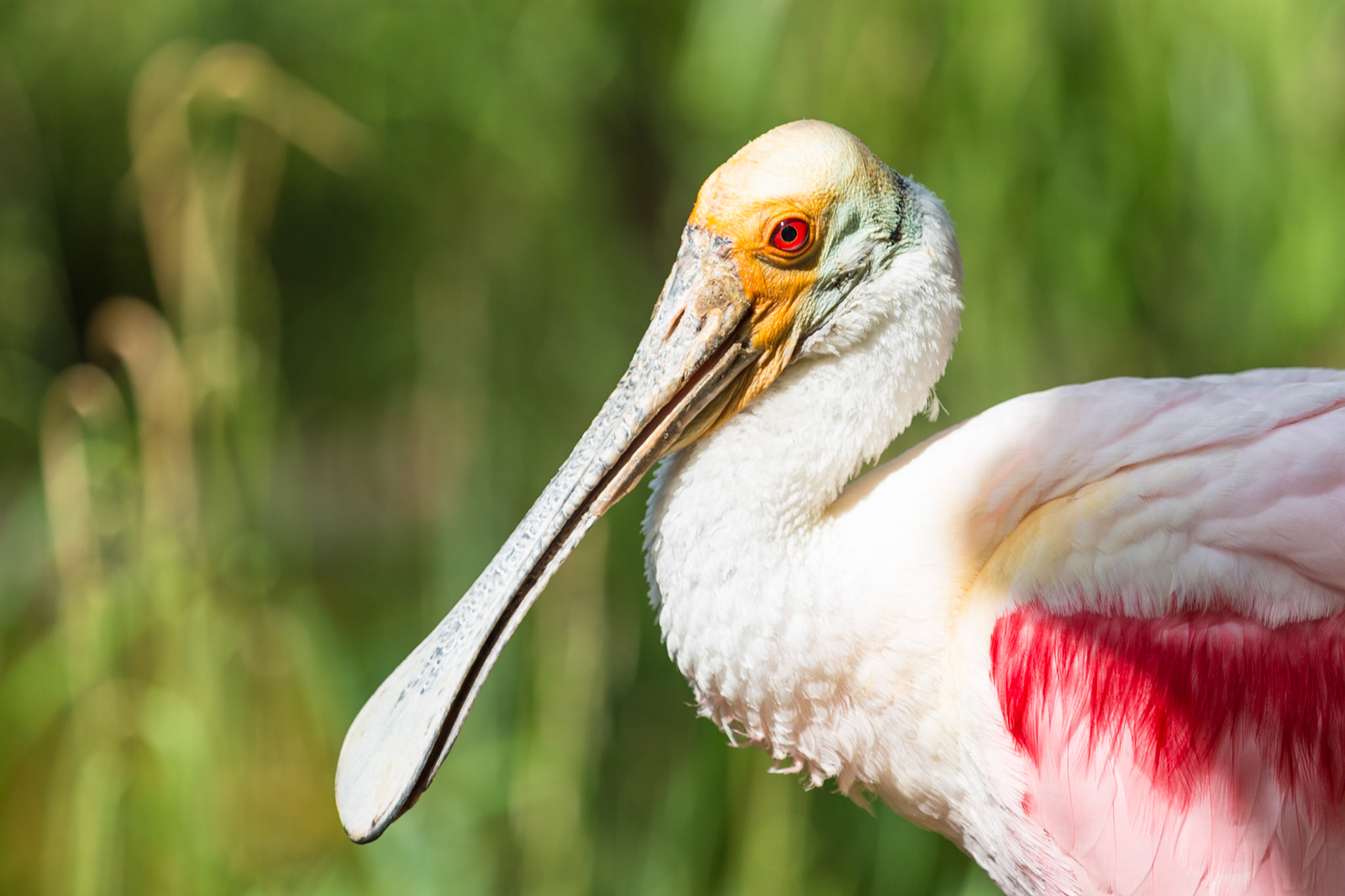 NOME ITALIANO: Spatola rosa

SPECIE: Ajaja ajaja

LUNGHEZZA: 80-90 cm

DISTRIBUZIONE: Georgia, Florida, America centromeridionale

PHYLUM: Cordati

CLASSE: Uccelli

ORDINE: Ciconiformi

FAMIGLIA: Treschiornitidi

GENERE: Ajaja