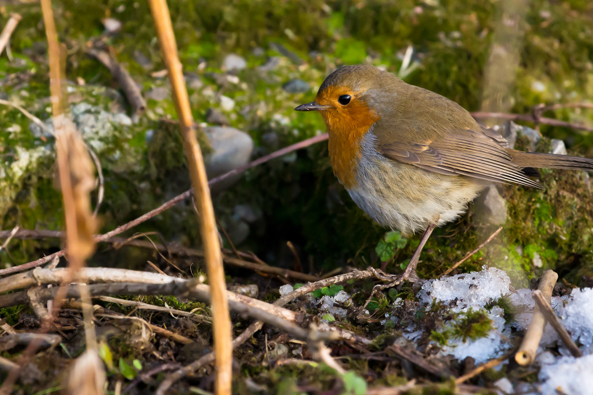 Una gentile leggenda, fra le tante fiorite su questo grazioso pennuto, attribuisce il colore del suo petto a una goccia del sangue di Cristo, cui il Pettirosso avrebbe cercato di alleviare le sofferenze sforzandosi di strappare le spine della corona.