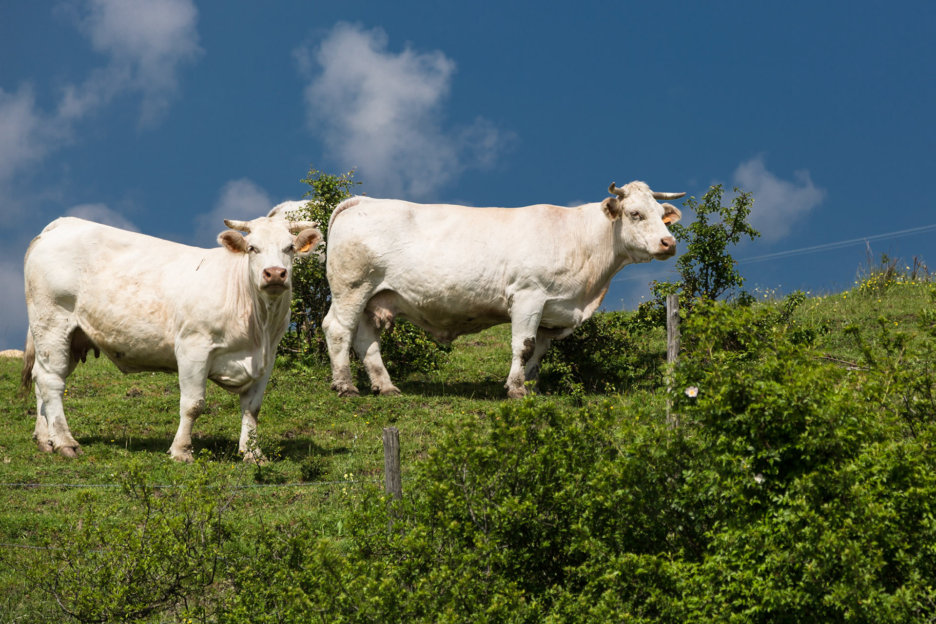#Chianine#mucche#bovini#razza#toscana#mugello#italia#italy#allevamentobestiame