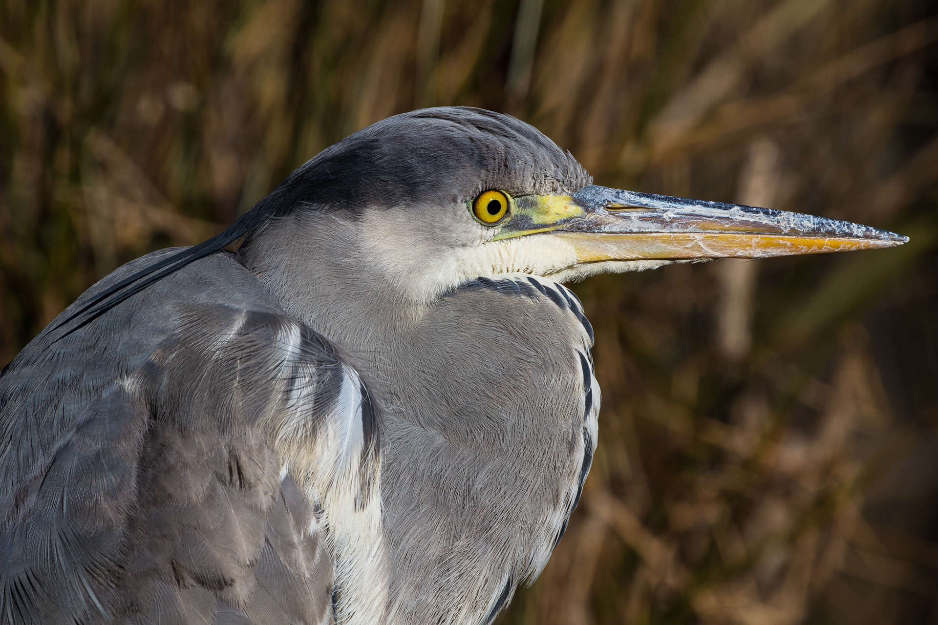 Airone cinerino
Ardea Cinerea - Gli Aironi cenerini nidificano in colonie quasi sempre sulla cima di alberi d'alto fusto e ricerca il cibo in acque profonde fino a 60 cm. grazie alla lunghezza delle zampe. La sua tecnica di caccia è particolarmente interessante: i passi lenti nell'acqua, sono seguiti da immobilizzazioni, una volta localizzato, il pesce, viene catturato con il becco ad arpione, lanciato in aria ed inghiottito.(Protetti)