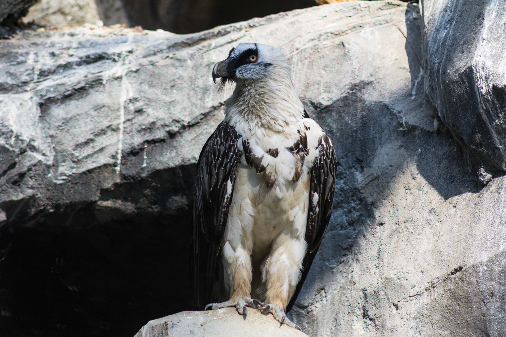 Rapace fotografato in Veneto. Zoo Safari