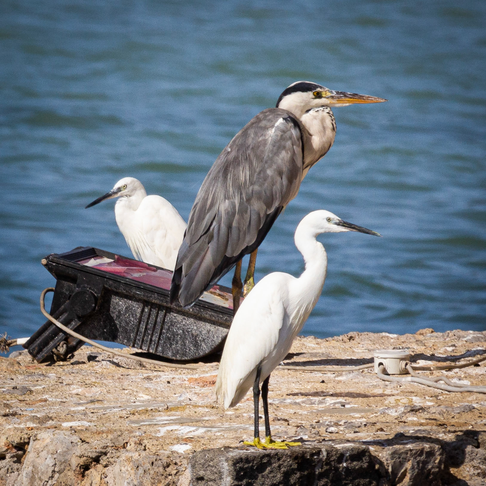 Airone cenerino con guardie del corpo