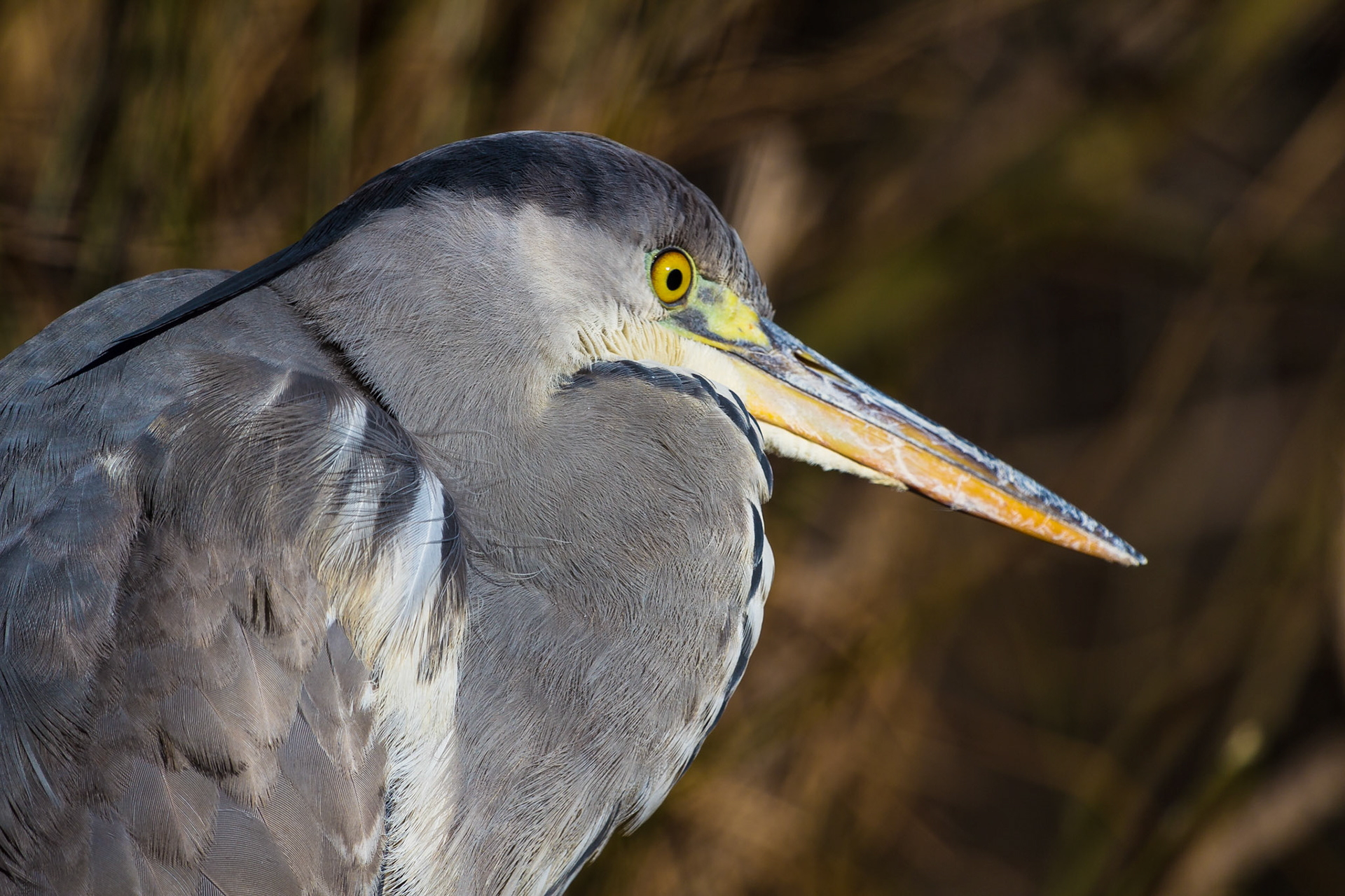 Airone cinerino
Ardea Cinerea - Gli Aironi cenerini nidificano in colonie quasi sempre sulla cima di alberi d'alto fusto e ricerca il cibo in acque profonde fino a 60 cm. grazie alla lunghezza delle zampe. La sua tecnica di caccia è particolarmente interessante: i passi lenti nell'acqua, sono seguiti da immobilizzazioni, una volta localizzato, il pesce, viene catturato con il becco ad arpione, lanciato in aria ed inghiottito.(Protetti)