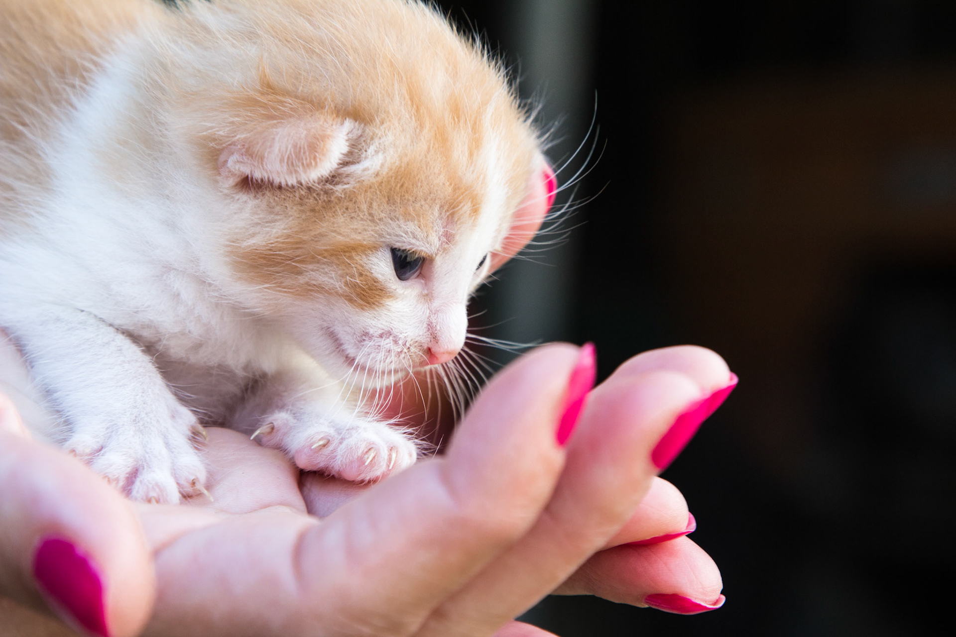 Gattino nato da 10 giorni