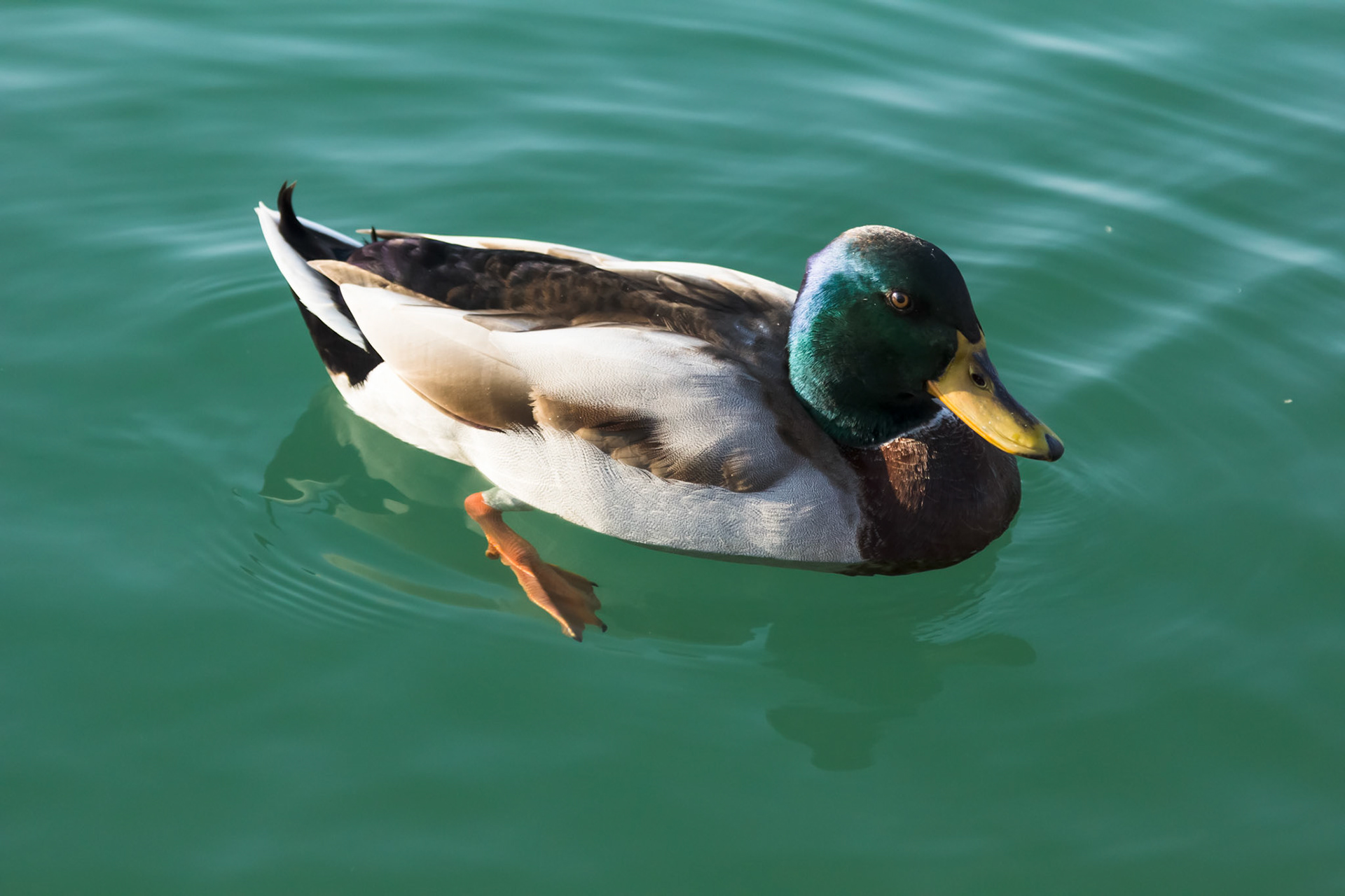 Germano reale nel lago di garda