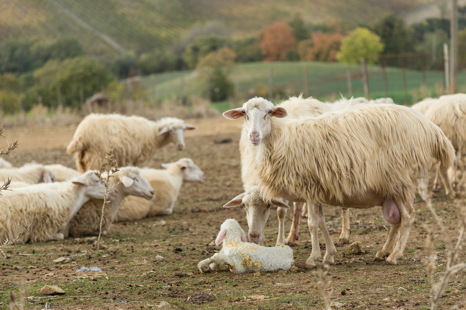Un parto appena fatto.