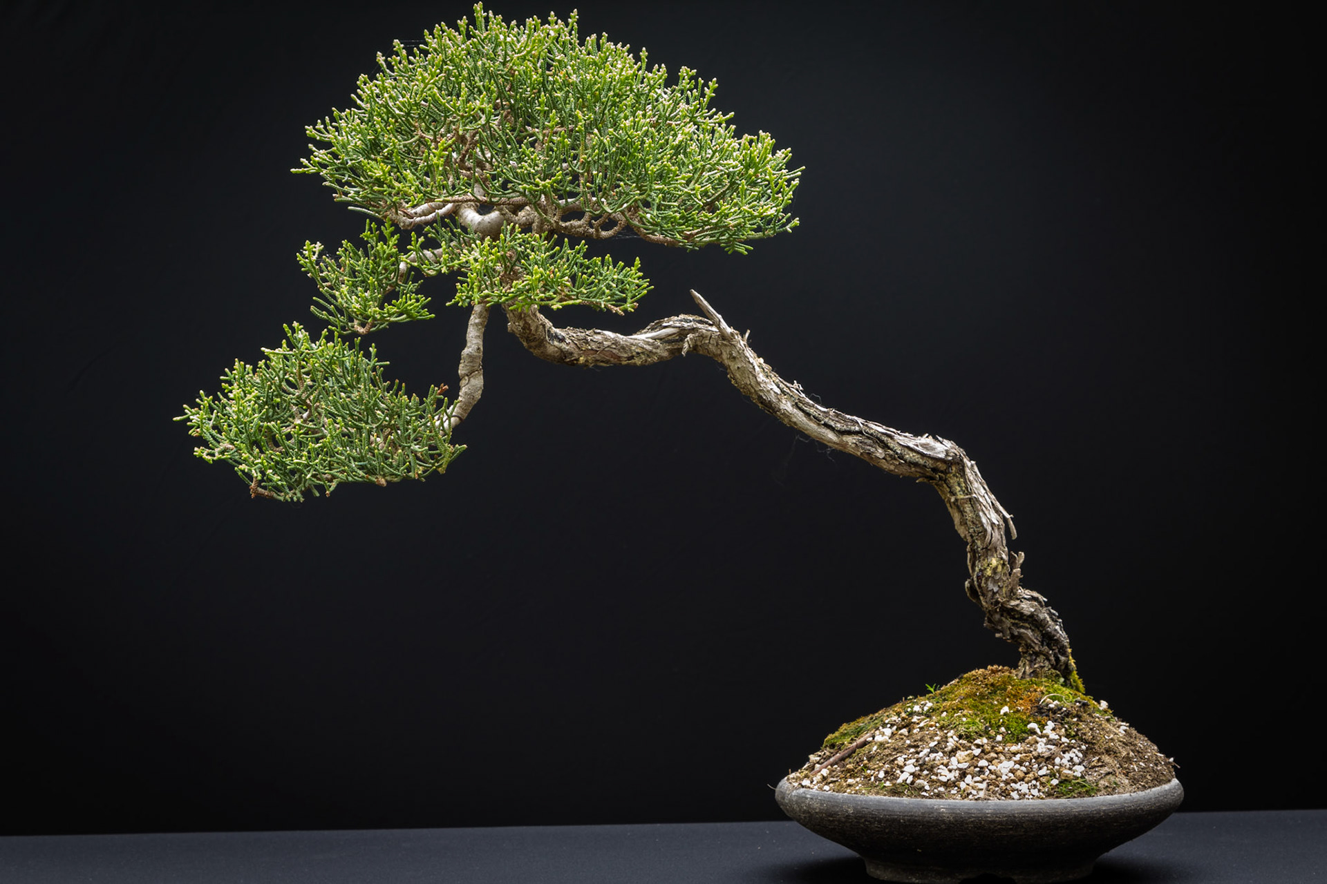 Bonsai