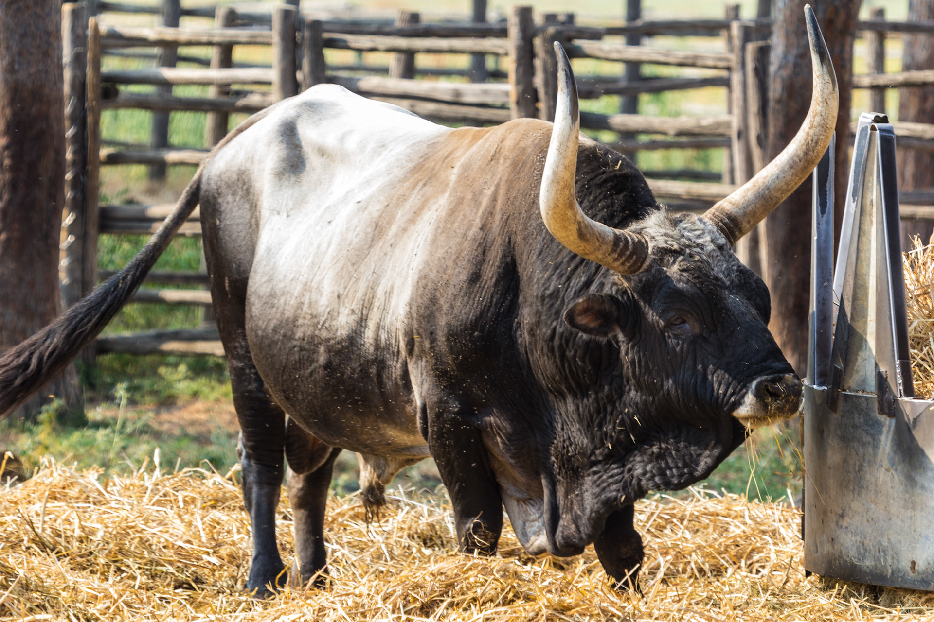 All'interno del parco dell'Alberese