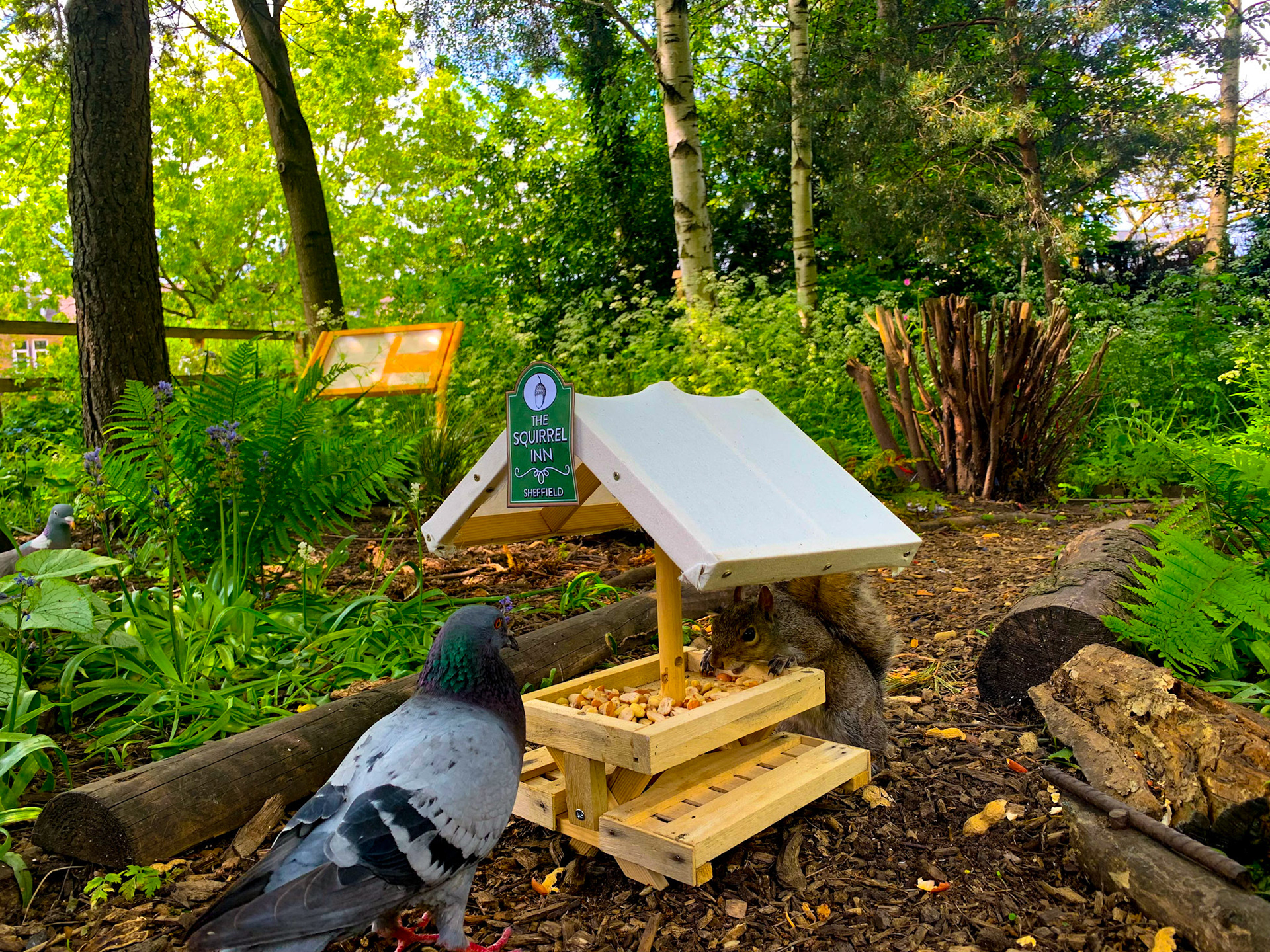 The Squirrel Inn Pop Up Wildlife Pub Hillsborough Park