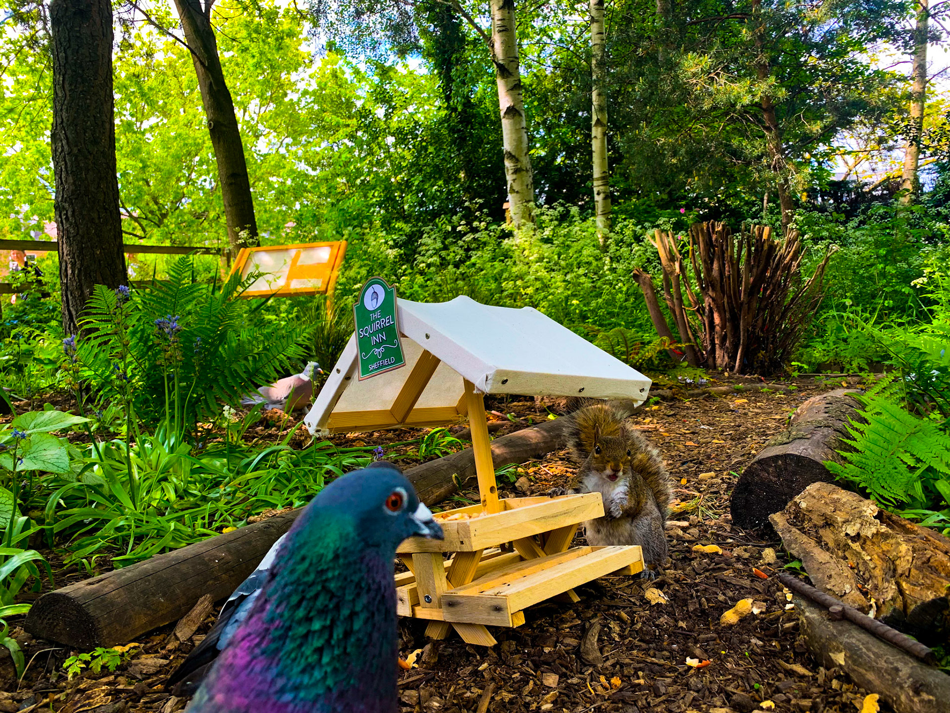 The Squirrel Inn Pop Up Wildlife Pub Hillsborough Park