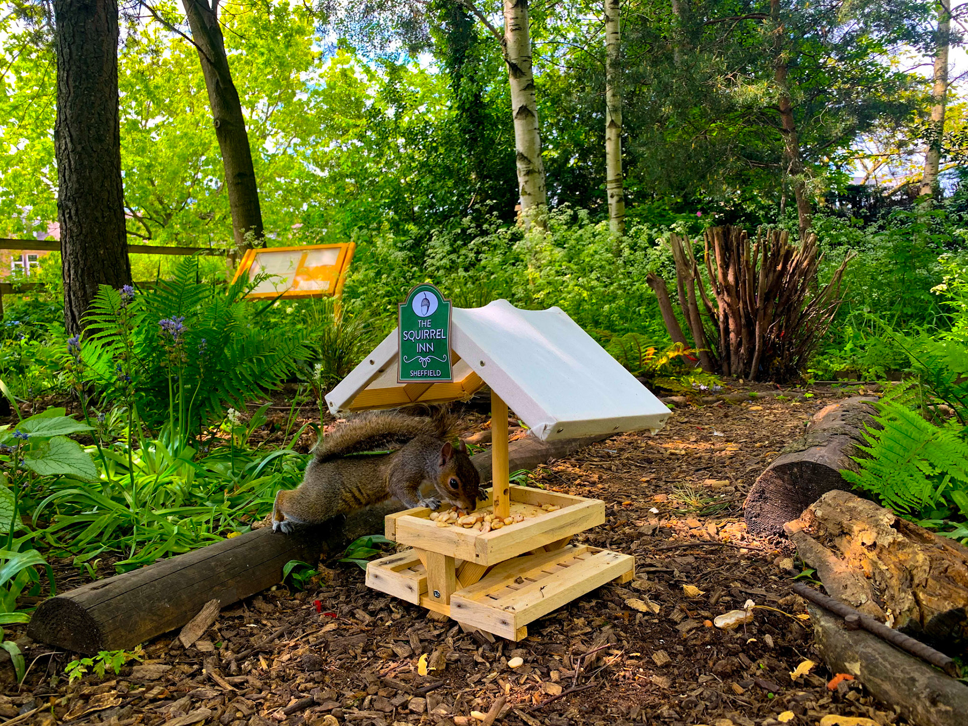 The Squirrel Inn Pop Up Wildlife Pub Hillsborough Park