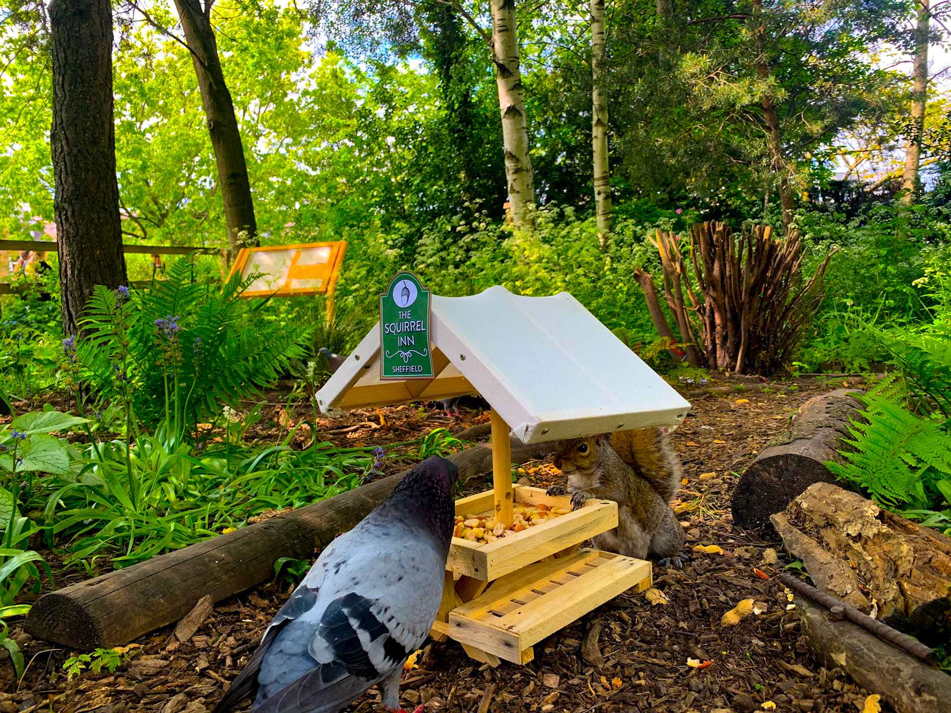 The Squirrel Inn Pop Up Wildlife Pub Hillsborough Park