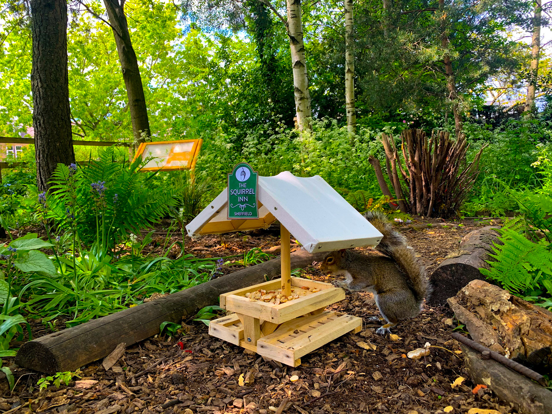 The Squirrel Inn Pop Up Wildlife Pub Hillsborough Park
