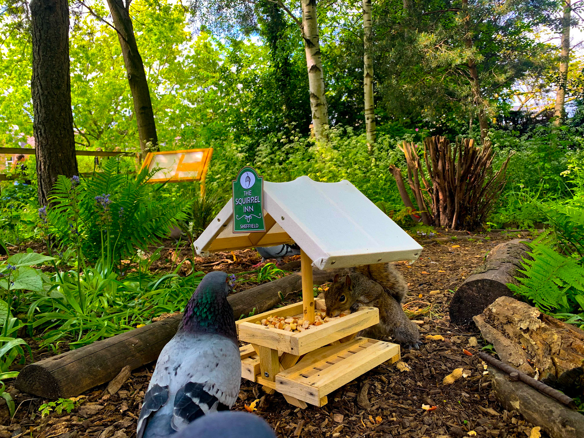 The Squirrel Inn Pop Up Wildlife Pub Hillsborough Park