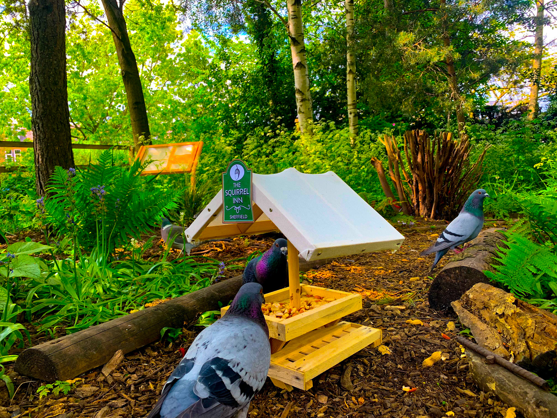 The Squirrel Inn Pop Up Wildlife Pub Hillsborough Park