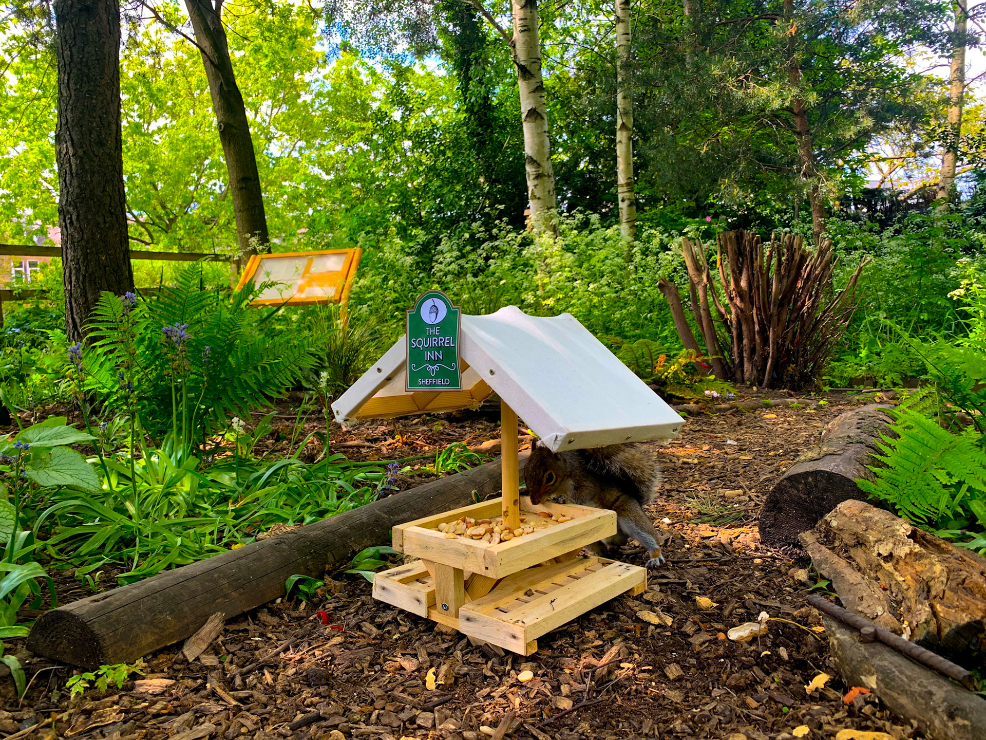 The Squirrel Inn Pop Up Wildlife Pub Hillsborough Park