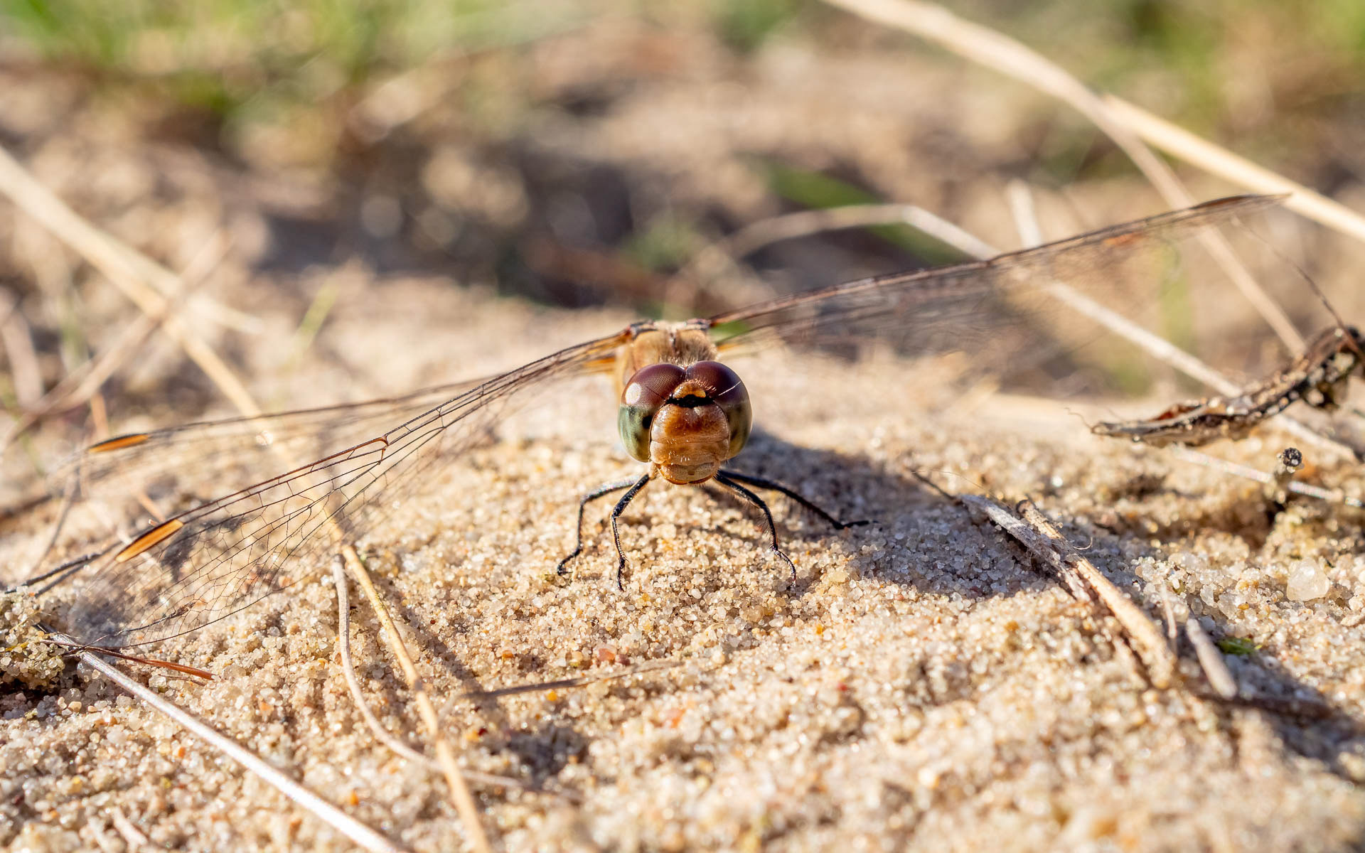 OLYMPUS DIGITAL CAMERA