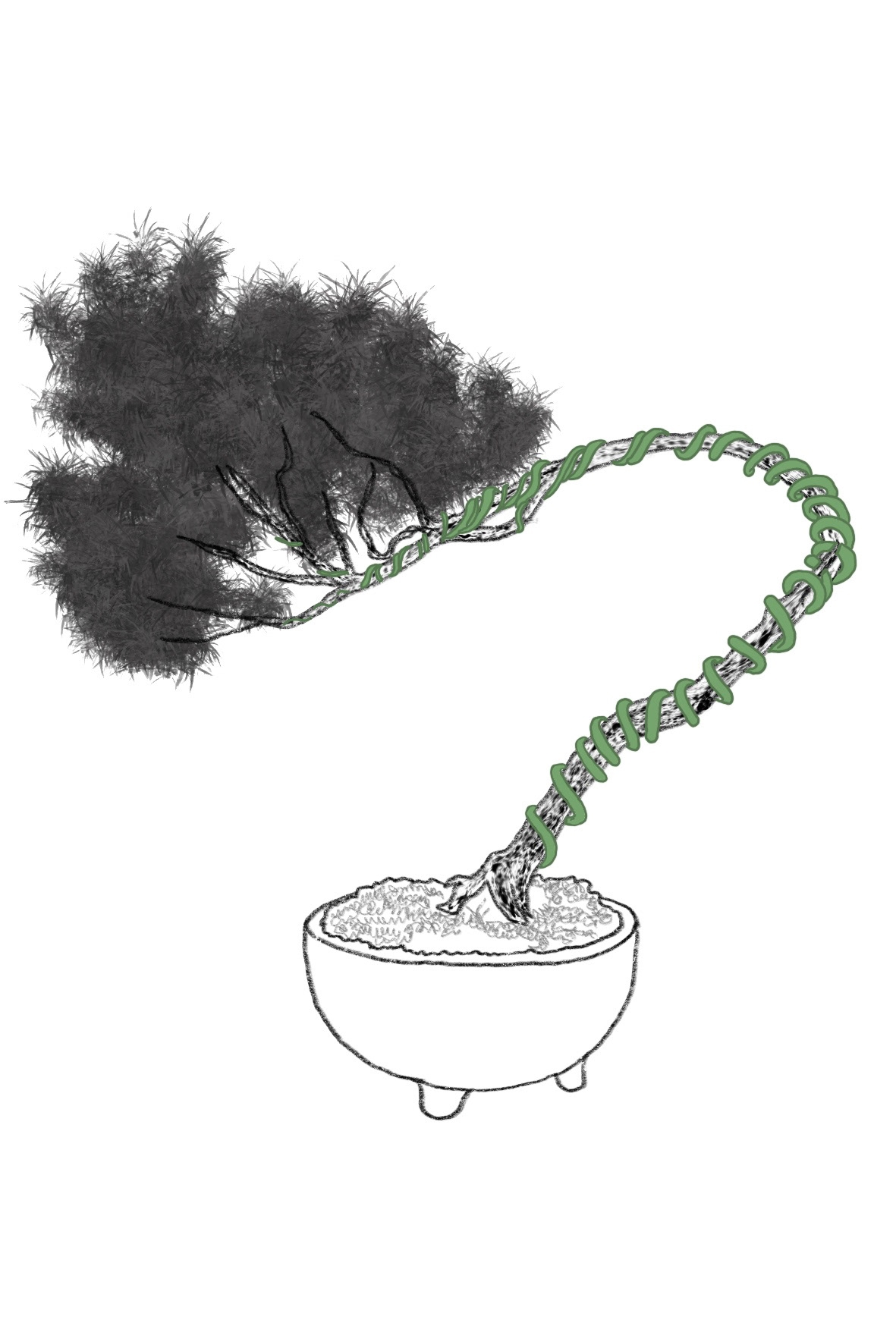 Bonsai Postcard Design 2