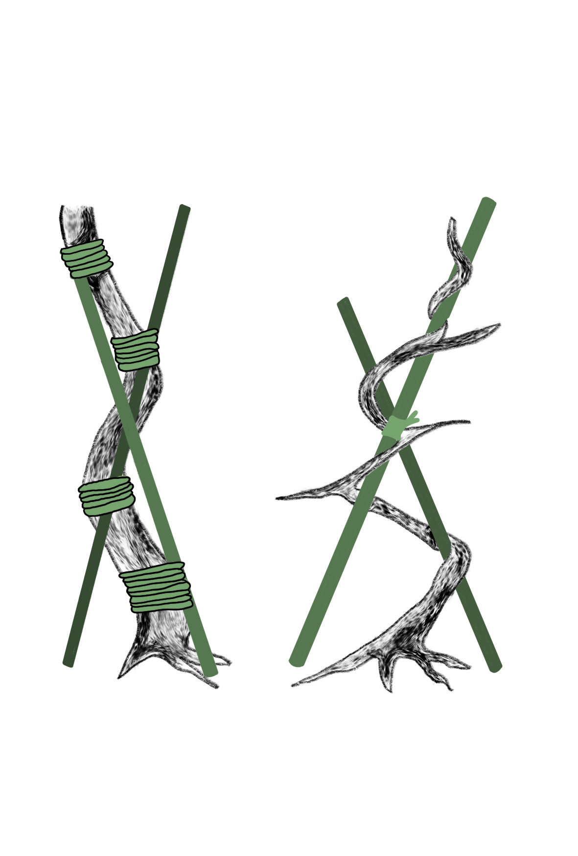 Bonsai Postcard Design 1