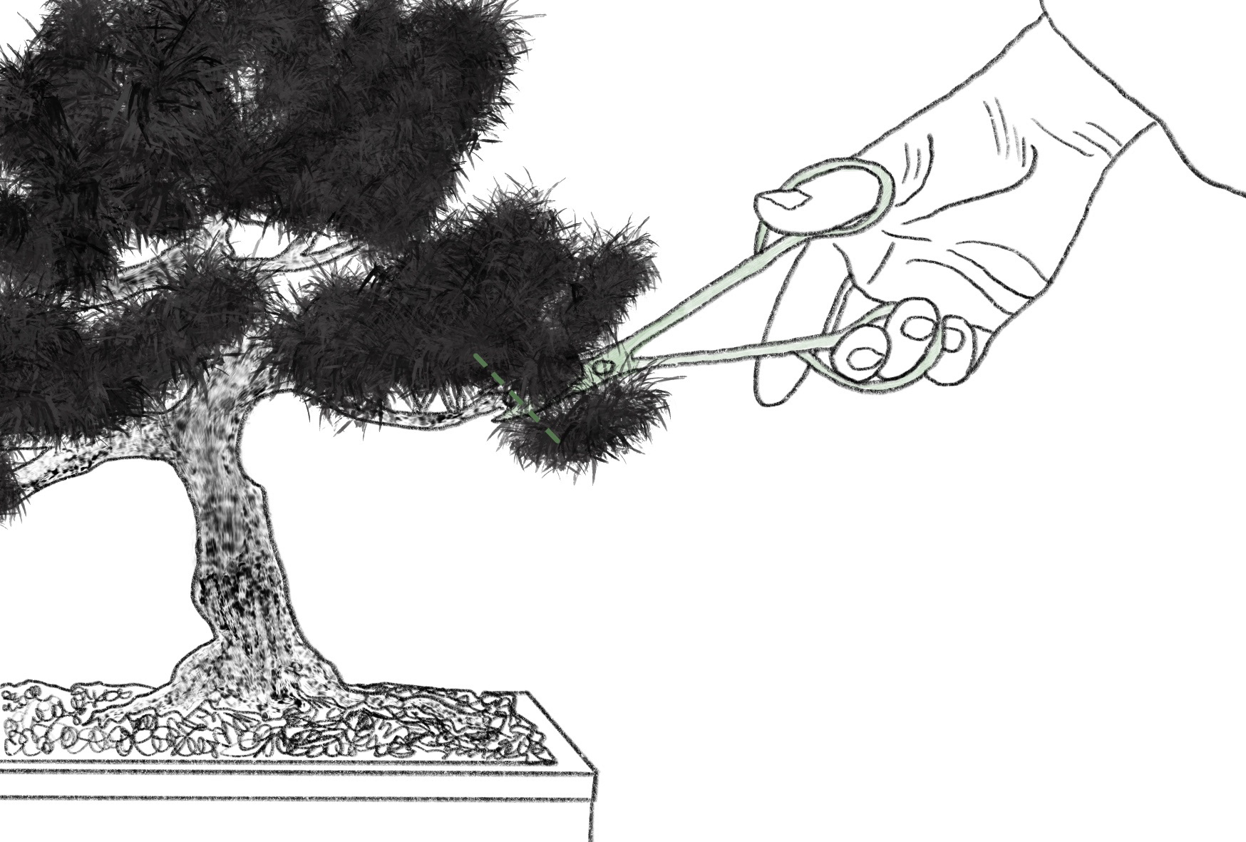 Bonsai Postcard Design 11