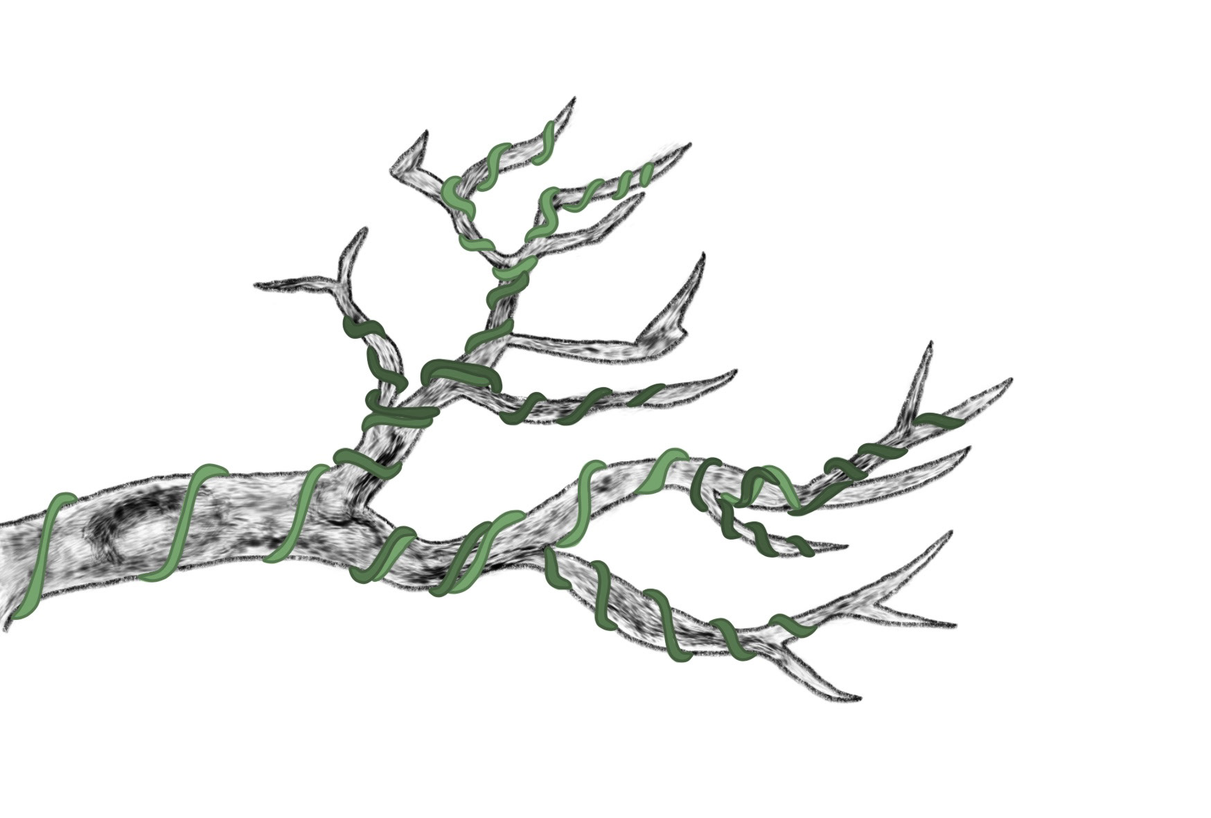 Bonsai Postcard Design 8