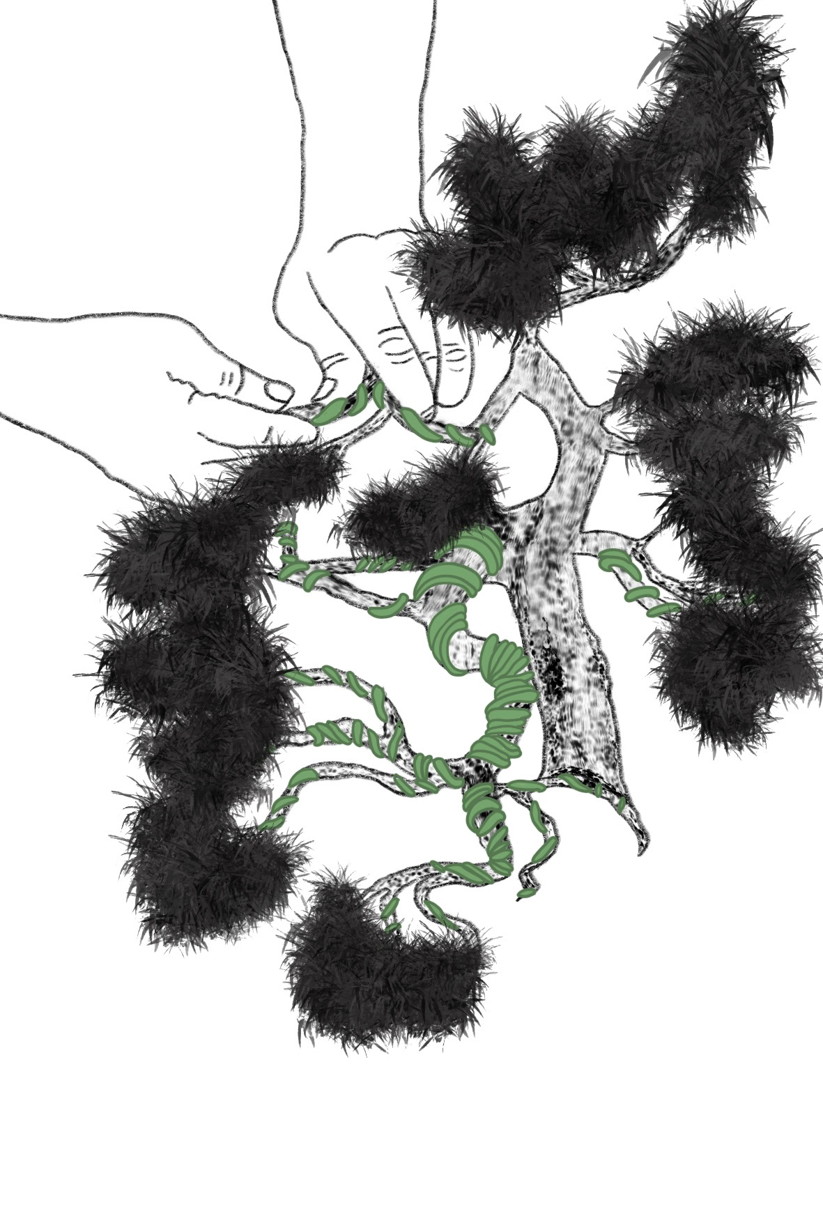 Bonsai Postcard Design 3