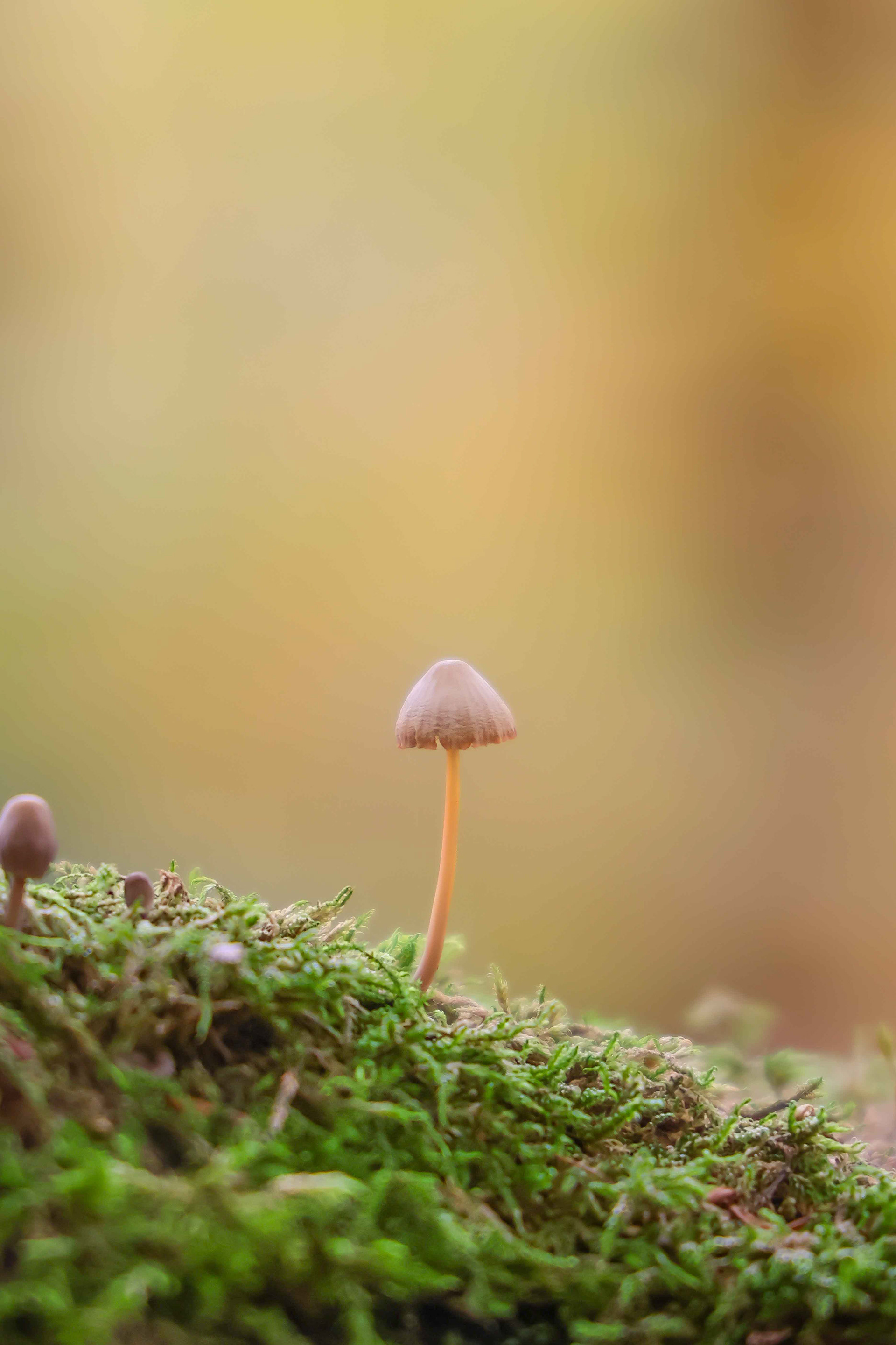 forest micro-landscape