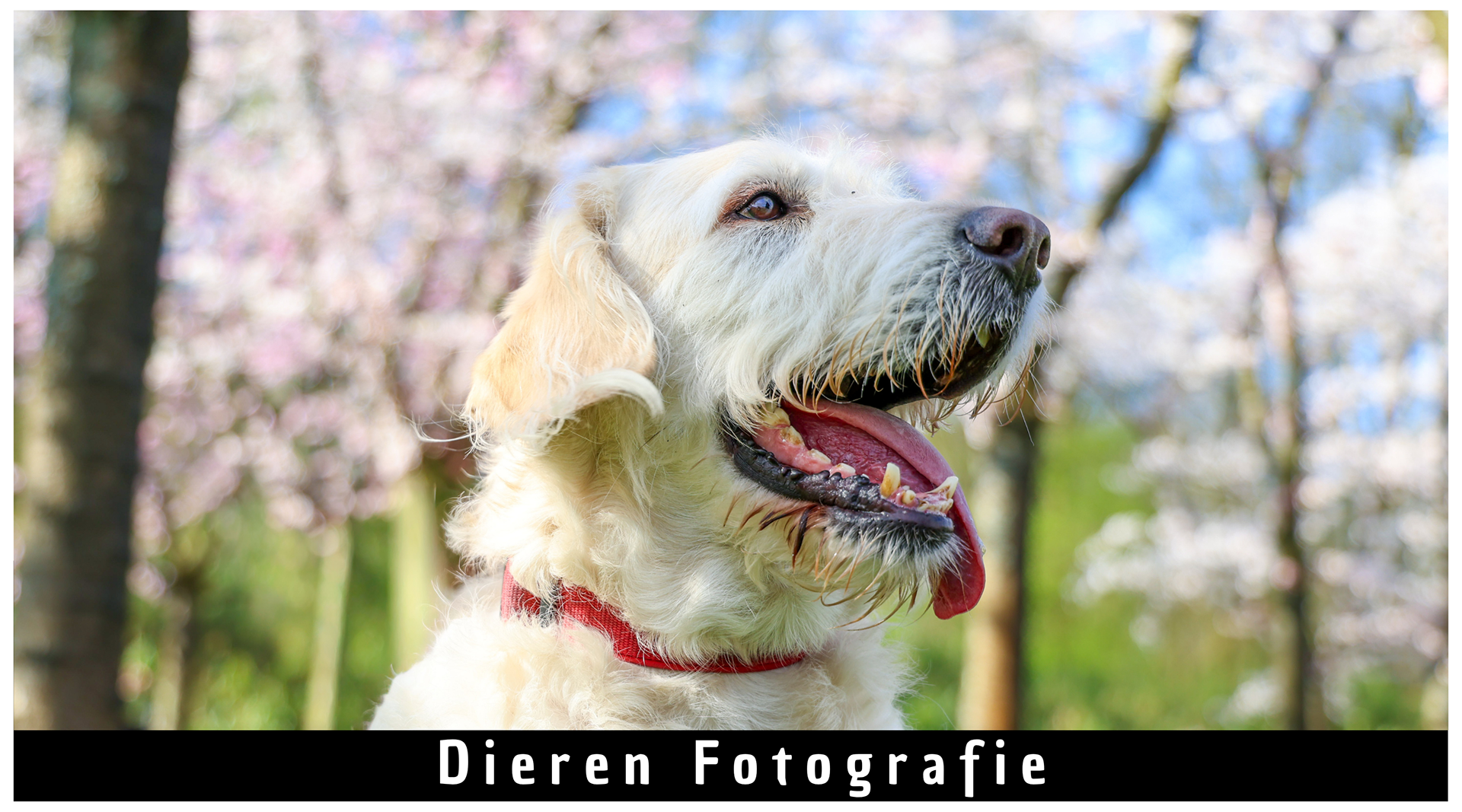 Bekijk de collectie dieren fotografie van Yoran Rutjes. Shotsbyrutjes